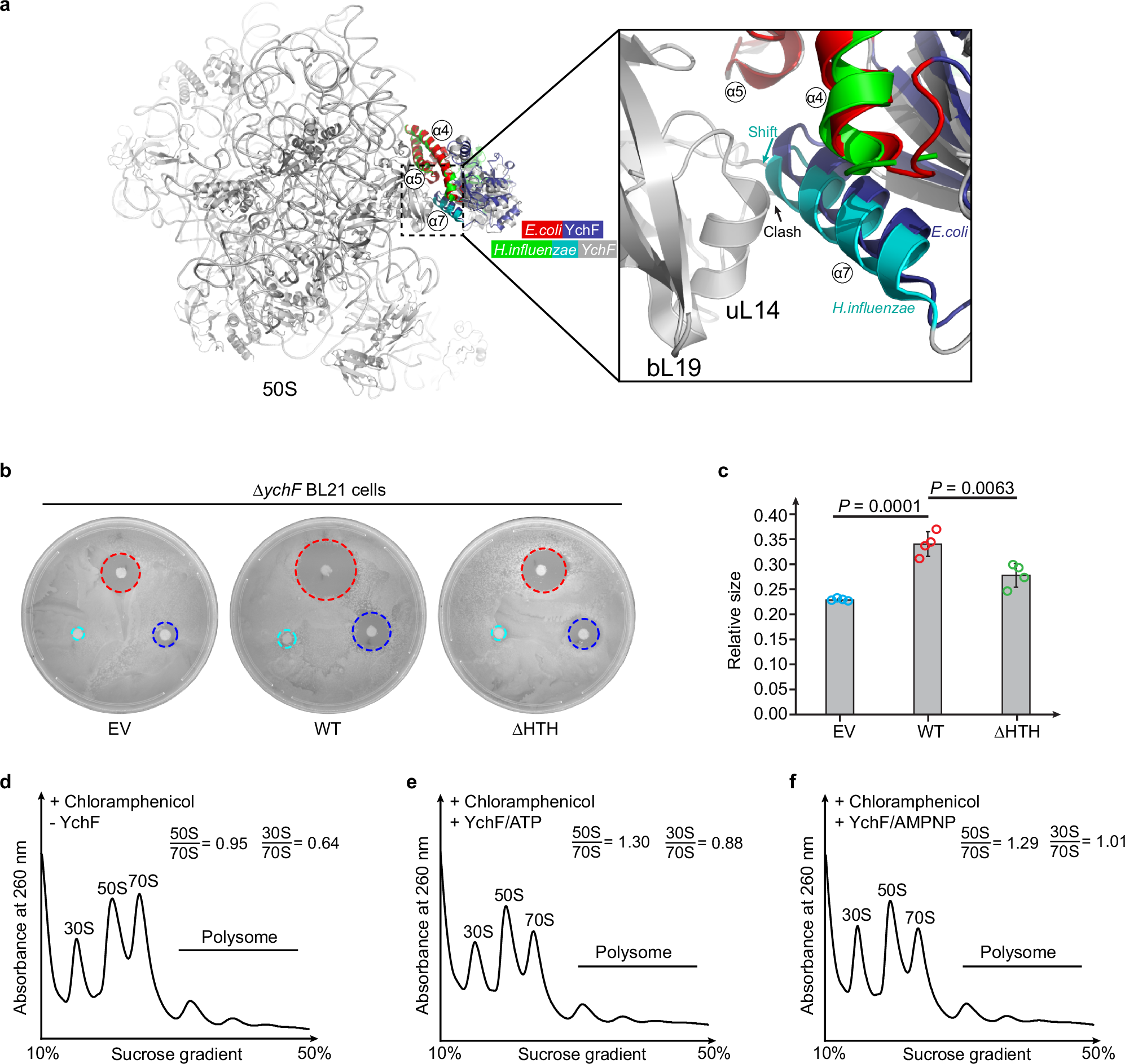 Fig. 3: YchF promotes the dissociation of ribosomal subunits and the helical domain is required for its cellular function.
