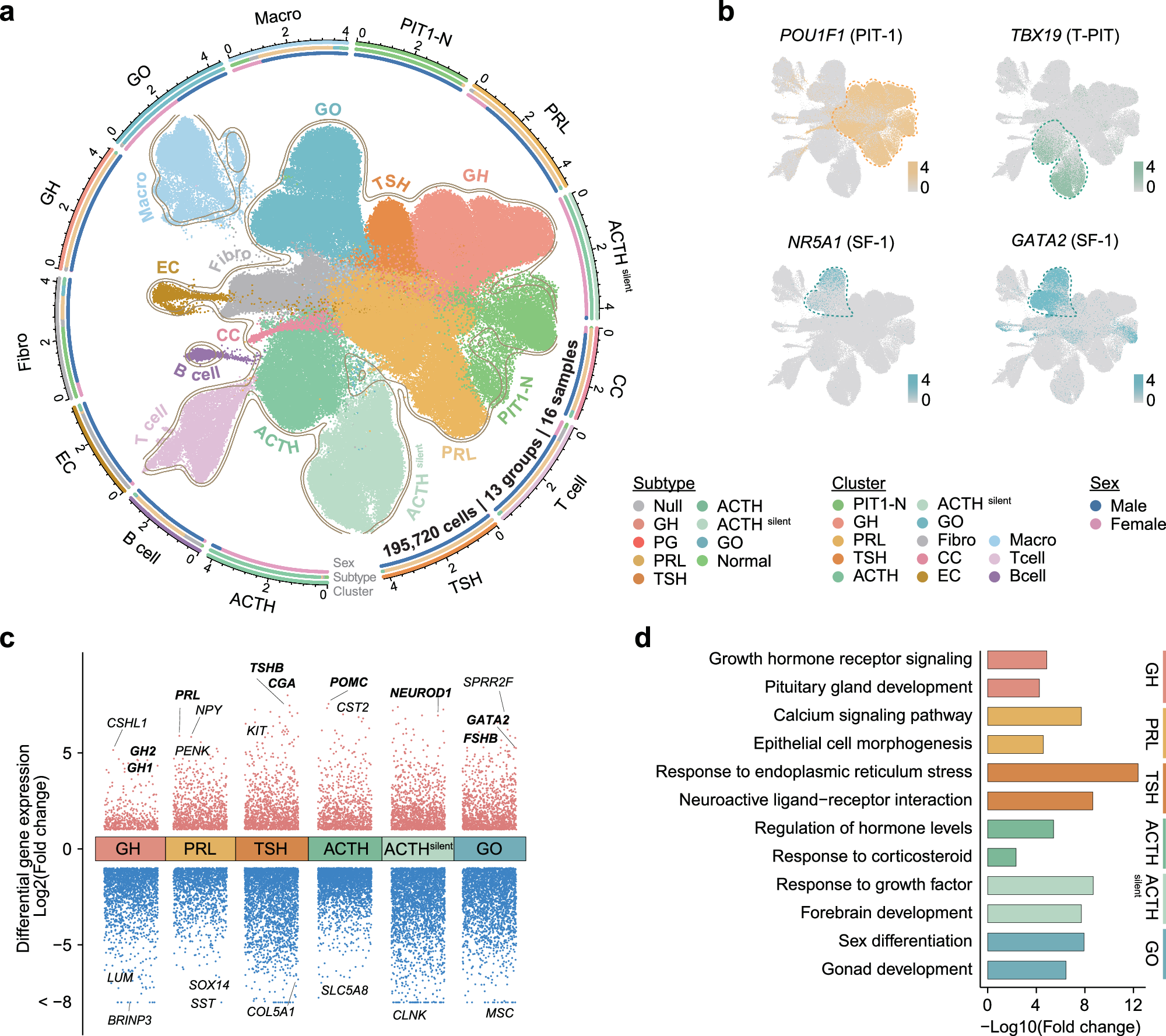 Fig. 3: Single-cell RNA-seq revealed transcriptome heterogeneity of PitNETs.