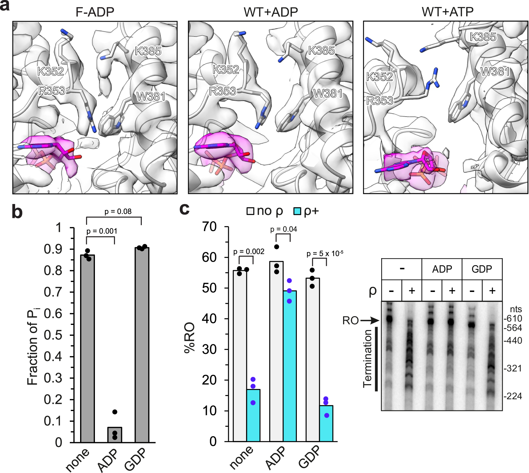 Fig. 3: ADP-stabilized filamentation compromises the activity of ρ.