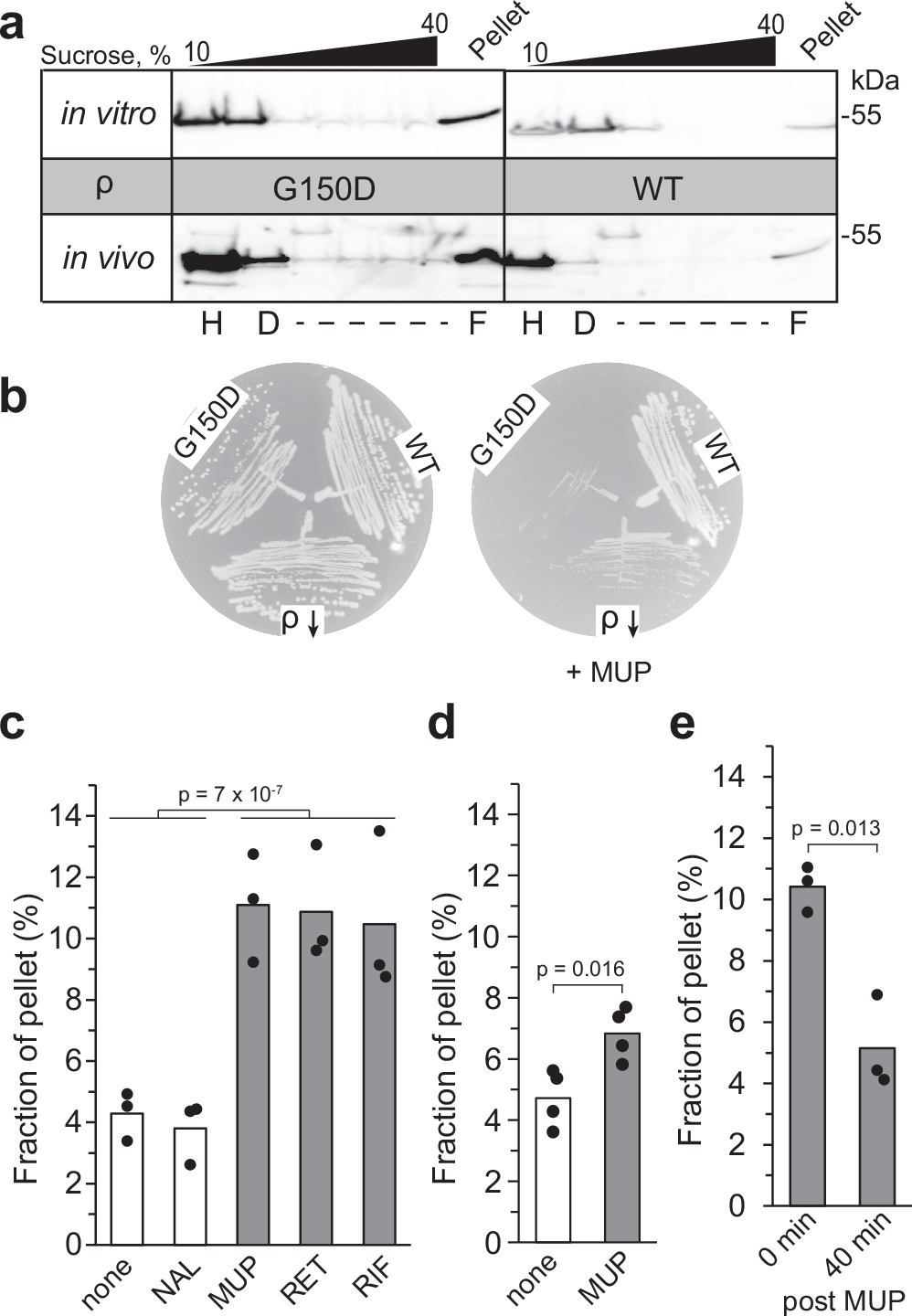 Fig. 4: ρ oligomers form and disperse in response to cellular cues.