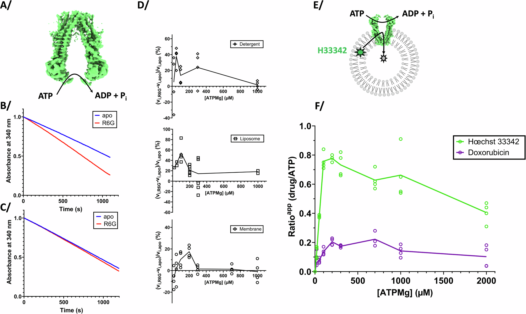 Fig. 6: ATPase activities and transport measurements.