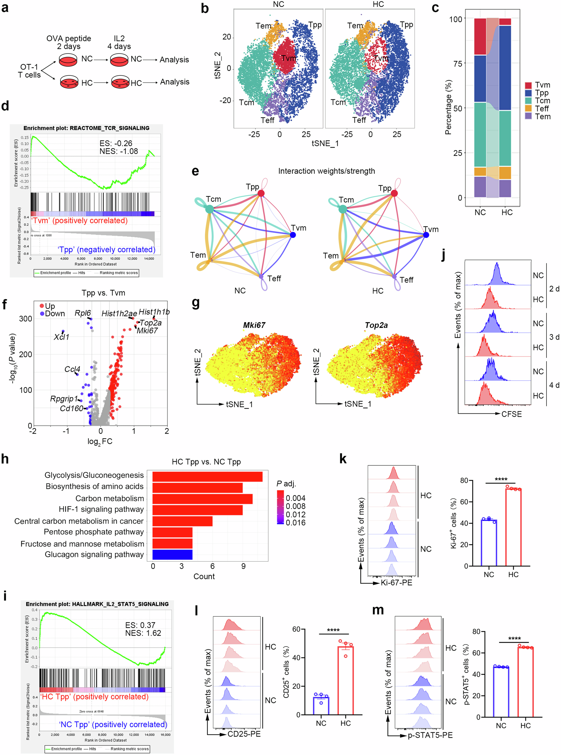 Fig. 4: Electrical stimulation derived from charged substrate restricts virtual memory T cell polarization and promotes T cell proliferation.