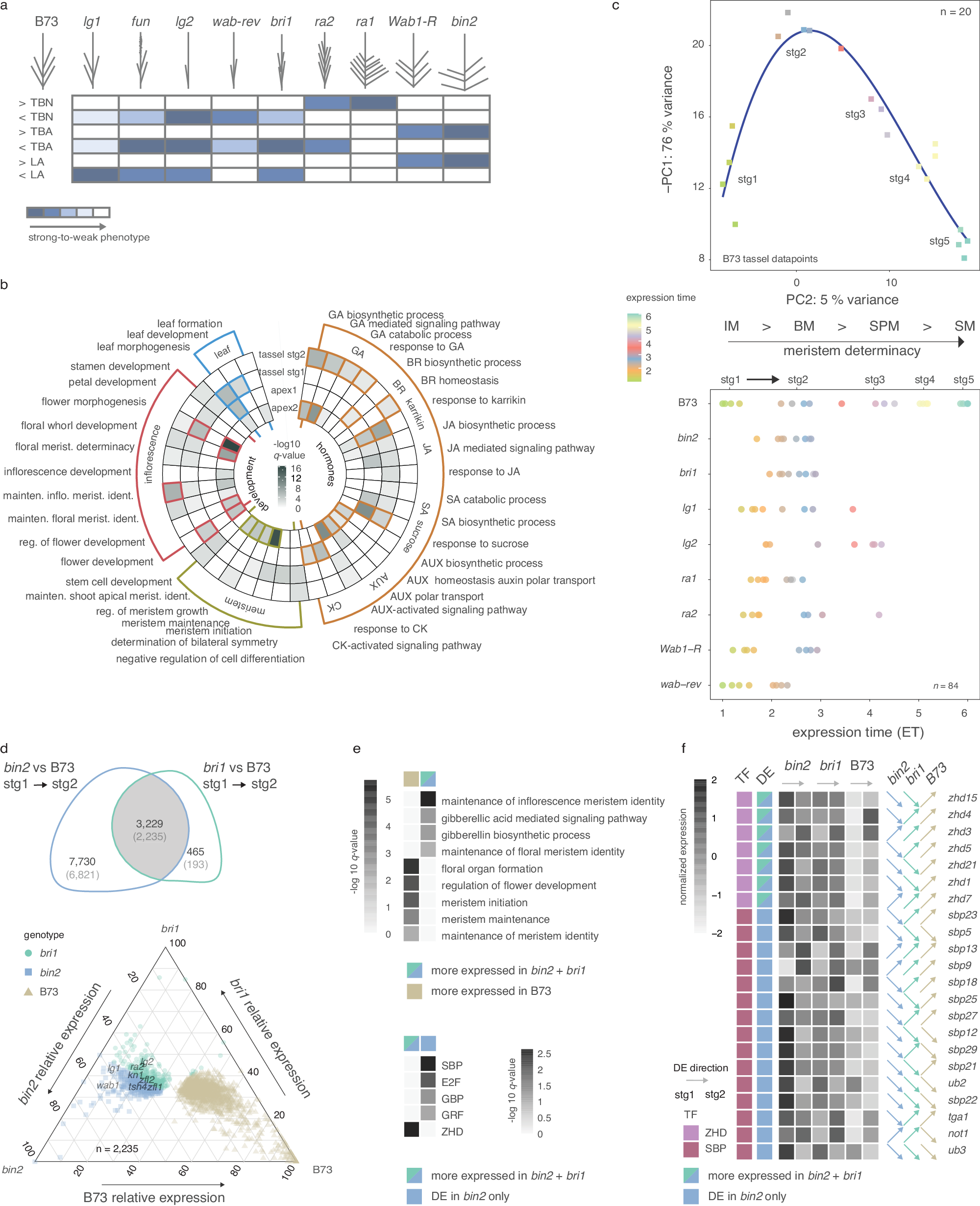 トウモロコシの遺伝的特性に関する研究(Studies reveal key genes for corn architecture, identifying future breeding targets)
