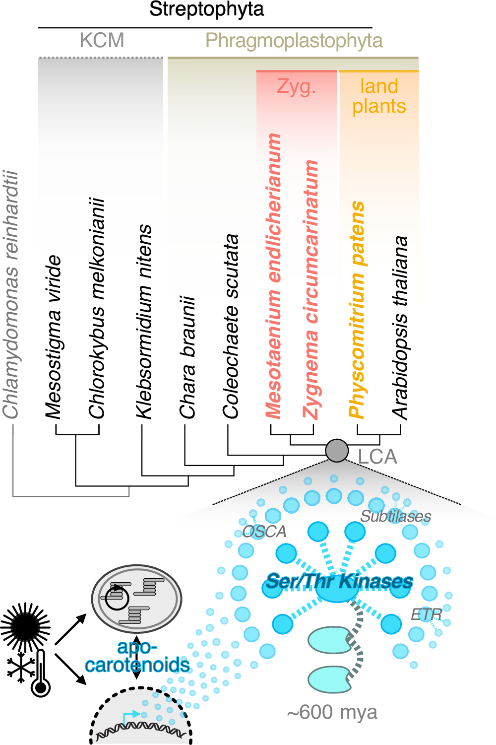 Fig. 8: Evolutionary assembly of environmental response cascades gleaned from transcriptome data.