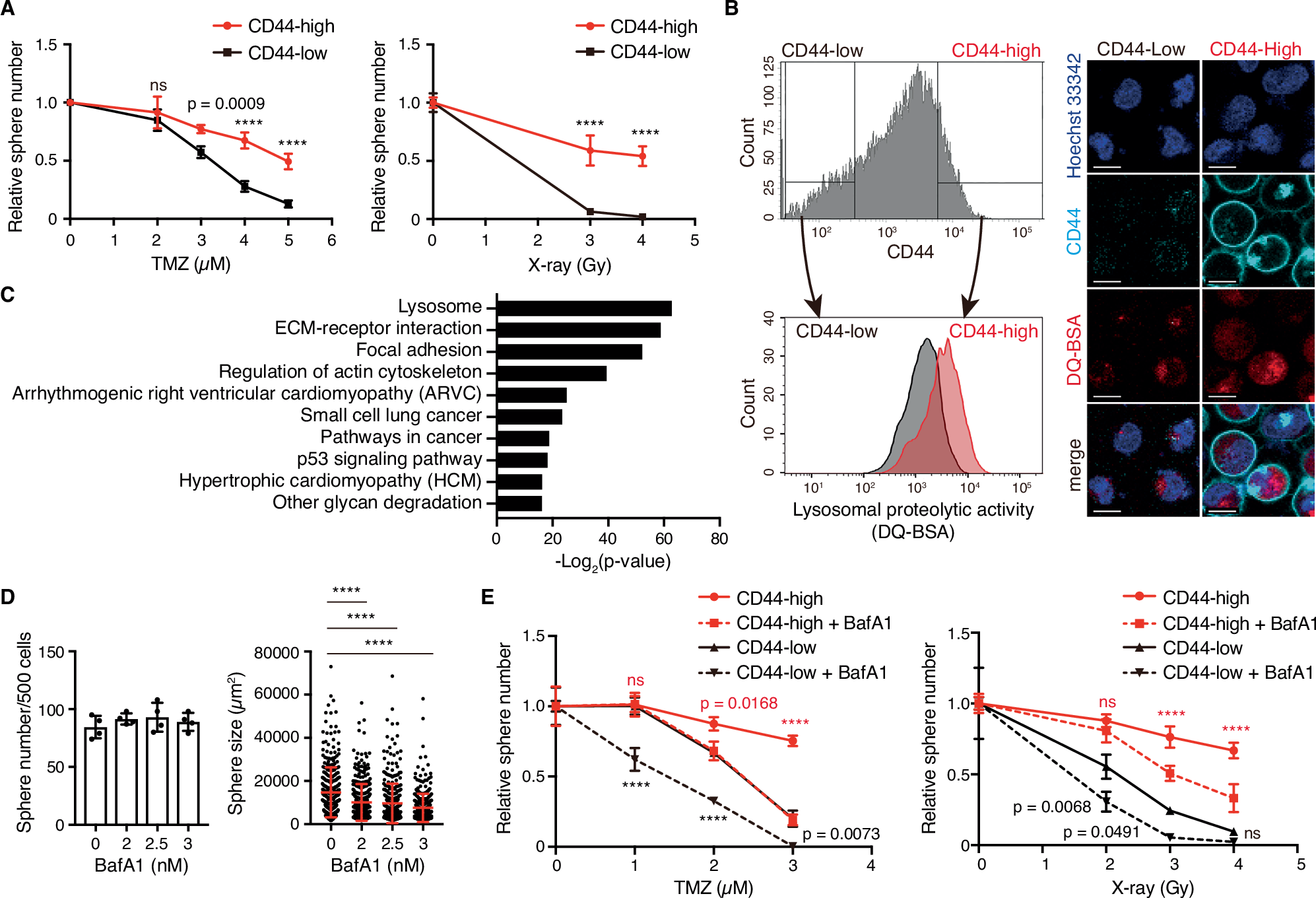 Fig. 2: Lysosomal proteolytic activity contributes to therapeutic resistance in GBM.