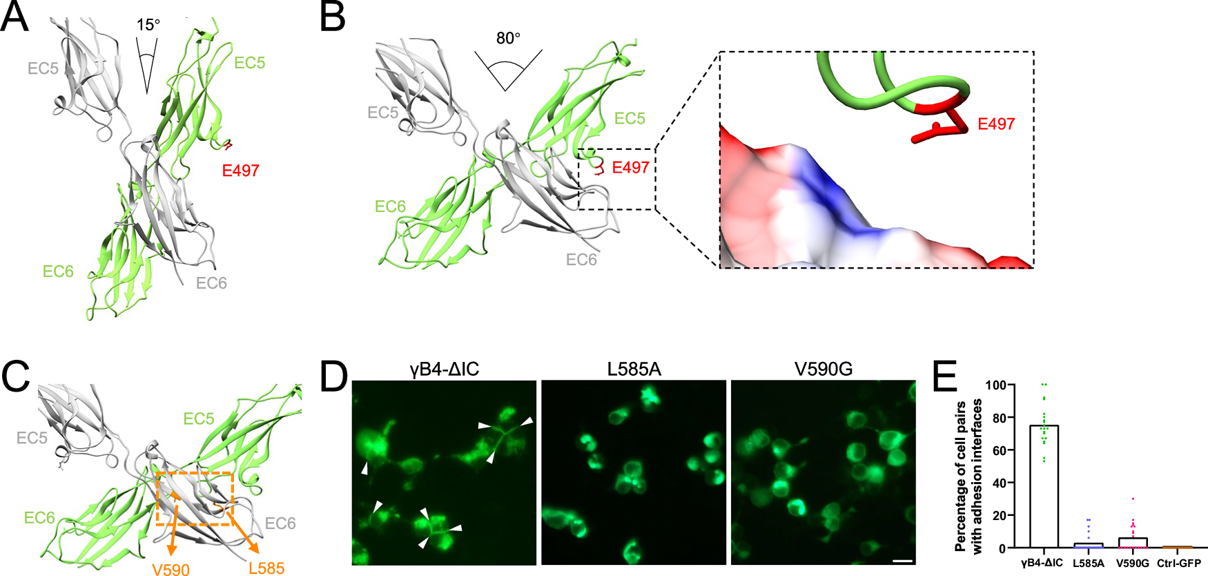 Fig. 5: Cis-dimeric interaction of the in situ assembly of γB4-ΔIC.
