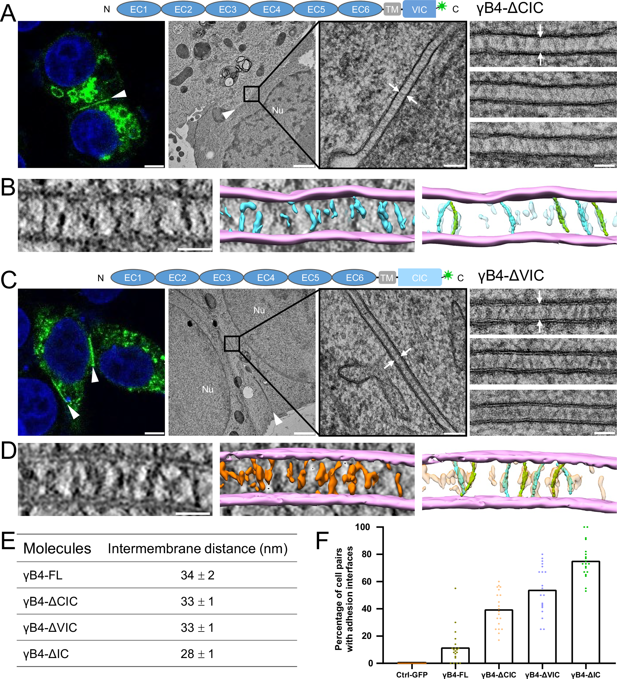 Fig. 7: Microscopic images and the statistics of the adhesion interfaces by the IC-truncation mutants of γB4.