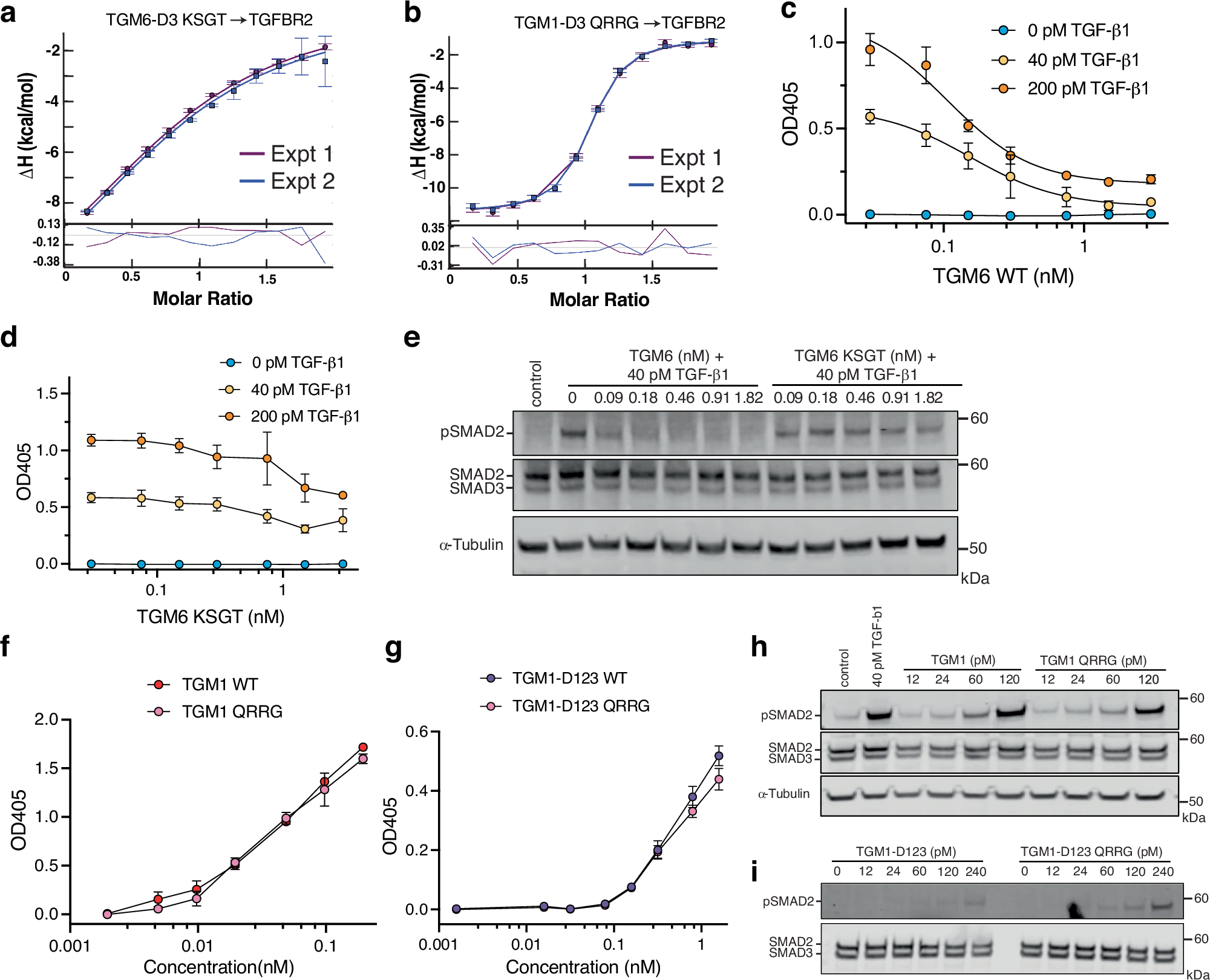 Fig. 8: TGM6 residues responsible for its high affinity for TGFBR2.