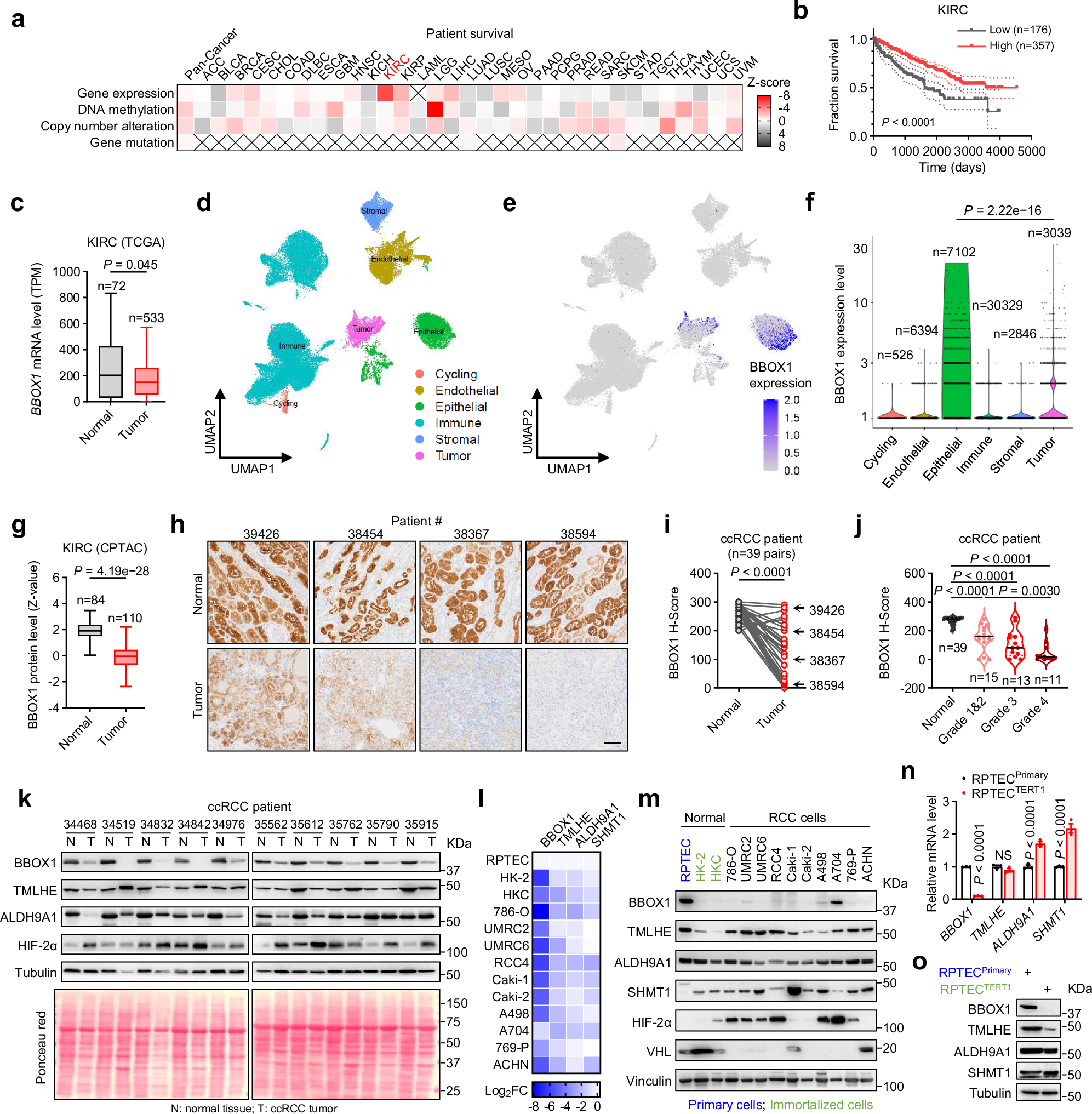 Fig. 1: BBOX1 is significantly downregulated in ccRCC.