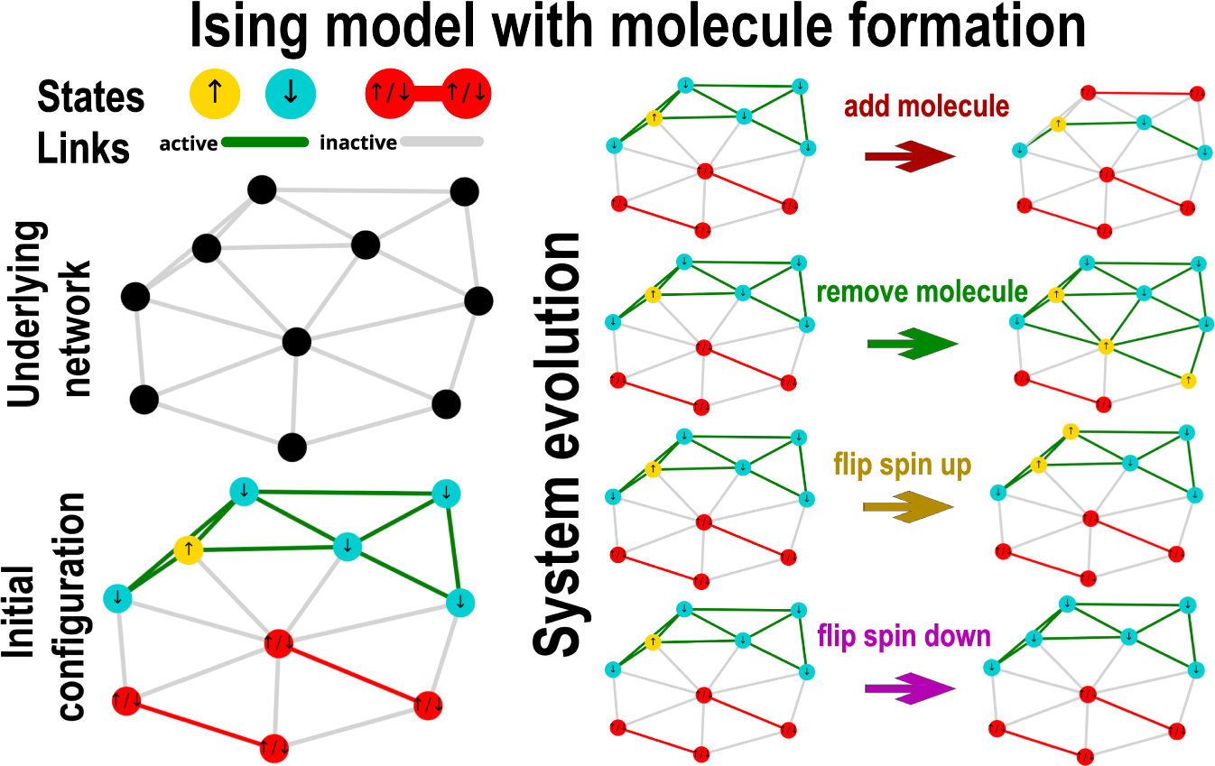 Fig. 1: Ising model with molecule formation.