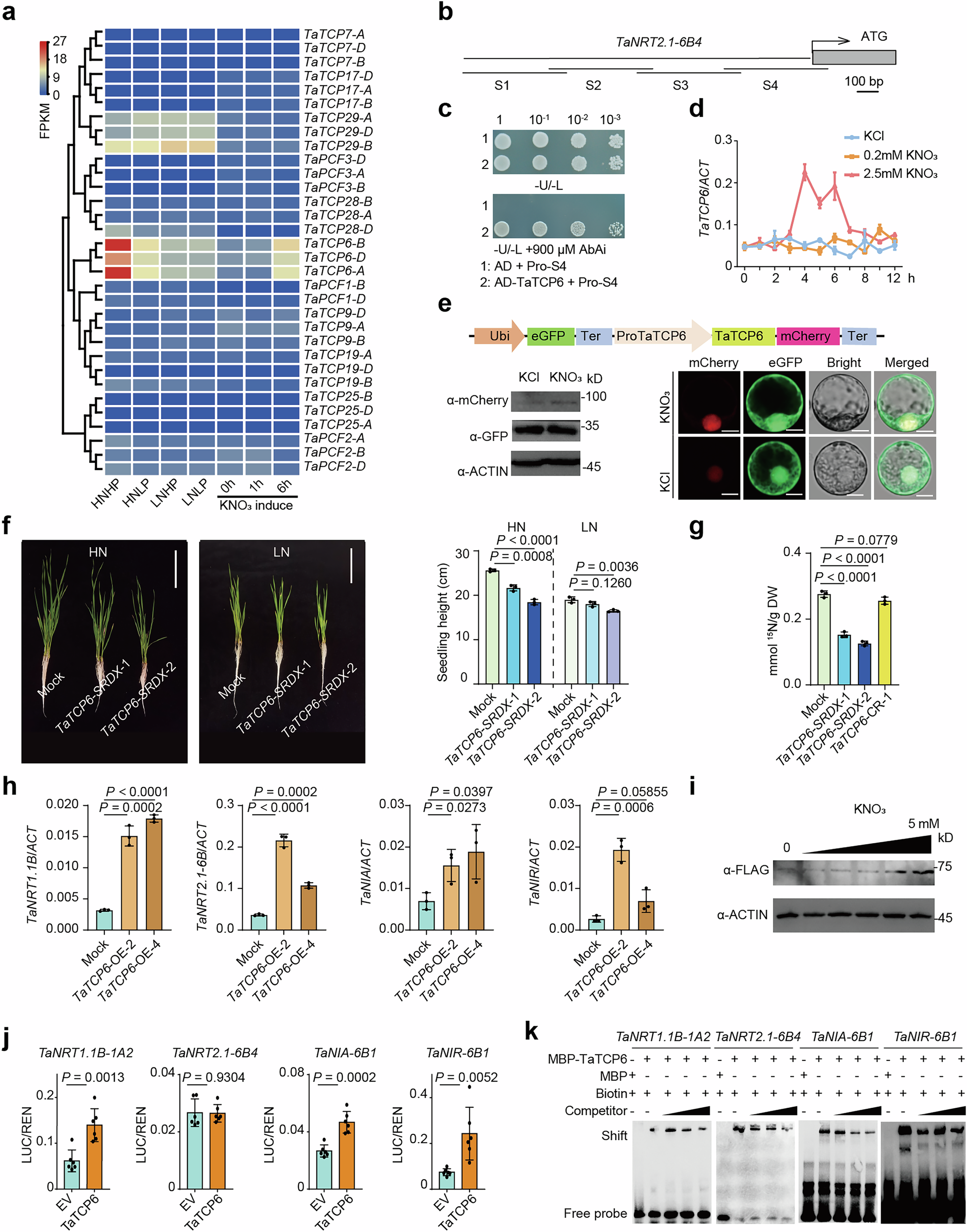 Fig. 2: TaTCP6 is induced by nitrate and involved in wheat nitrate utilization.