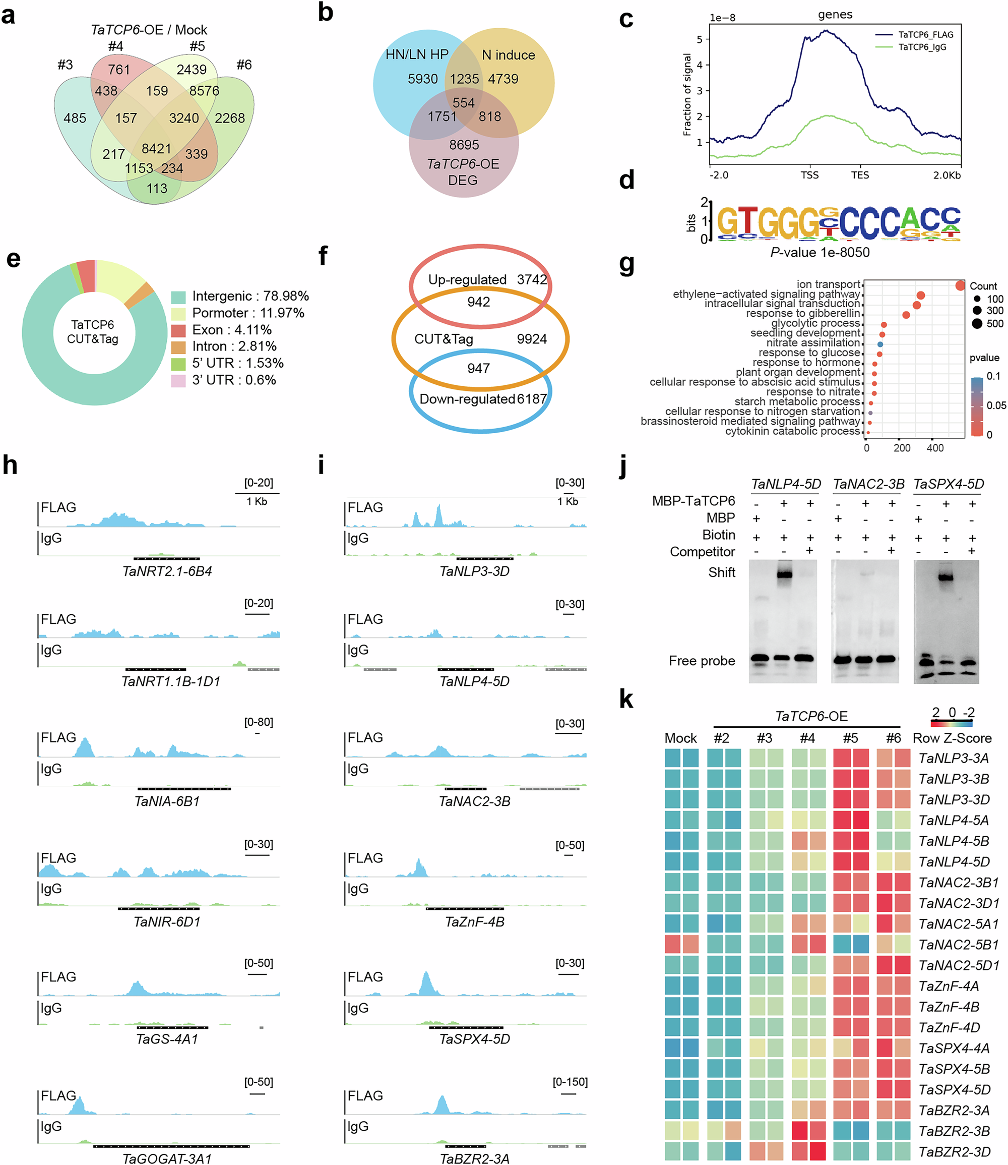 Fig. 4: Genome-wide identification of the binding motifs of the TaTCP6 transcription factor.