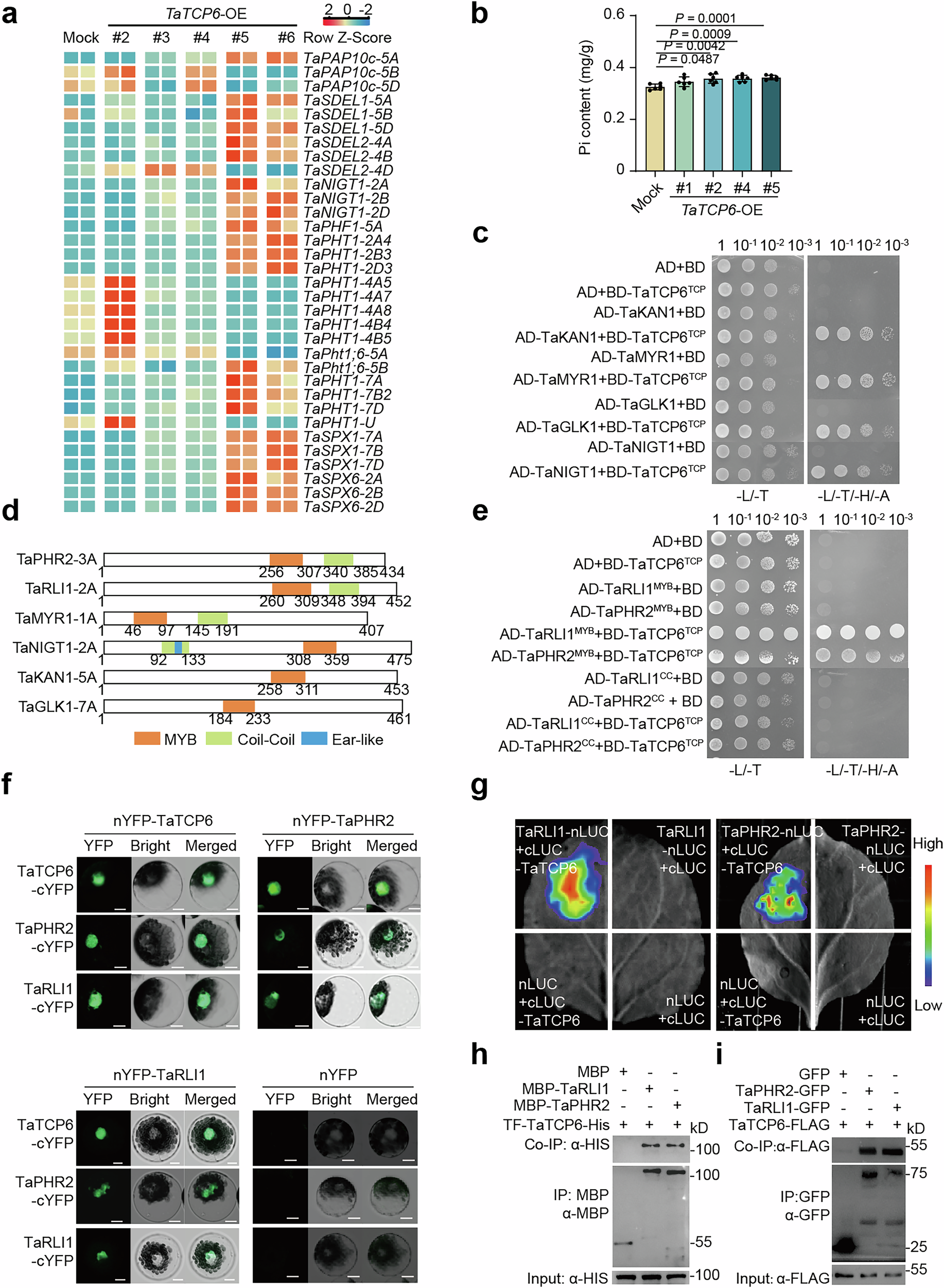 Fig. 5: TaTCP6 interacts with TaPHR2.
