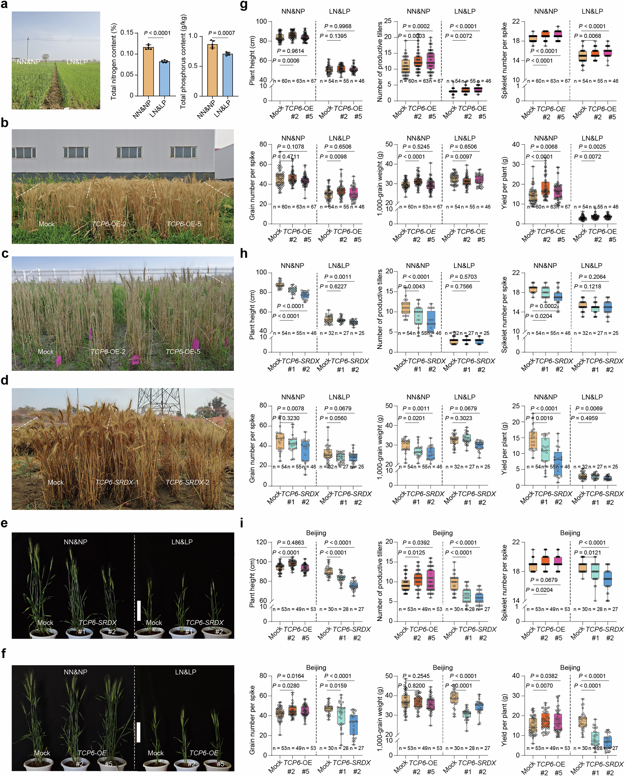 Fig. 9: Phenotype of TaTCP6 transgenic plants in normal and nitrogen-phosphorus-deficient field conditions.