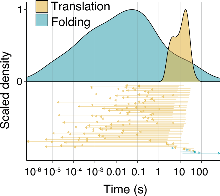 Fig. 1: Protein translation is orders of magnitude slower than protein folding.