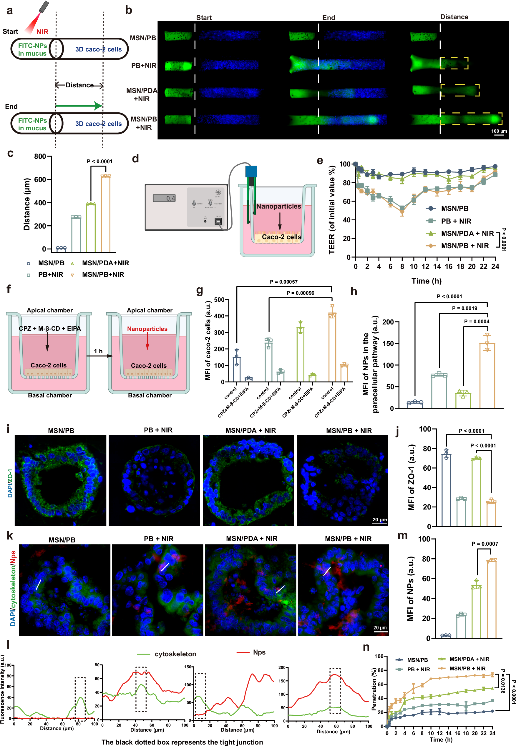 Fig. 4: In vitro intestinal epithelial barrier permeability properties.