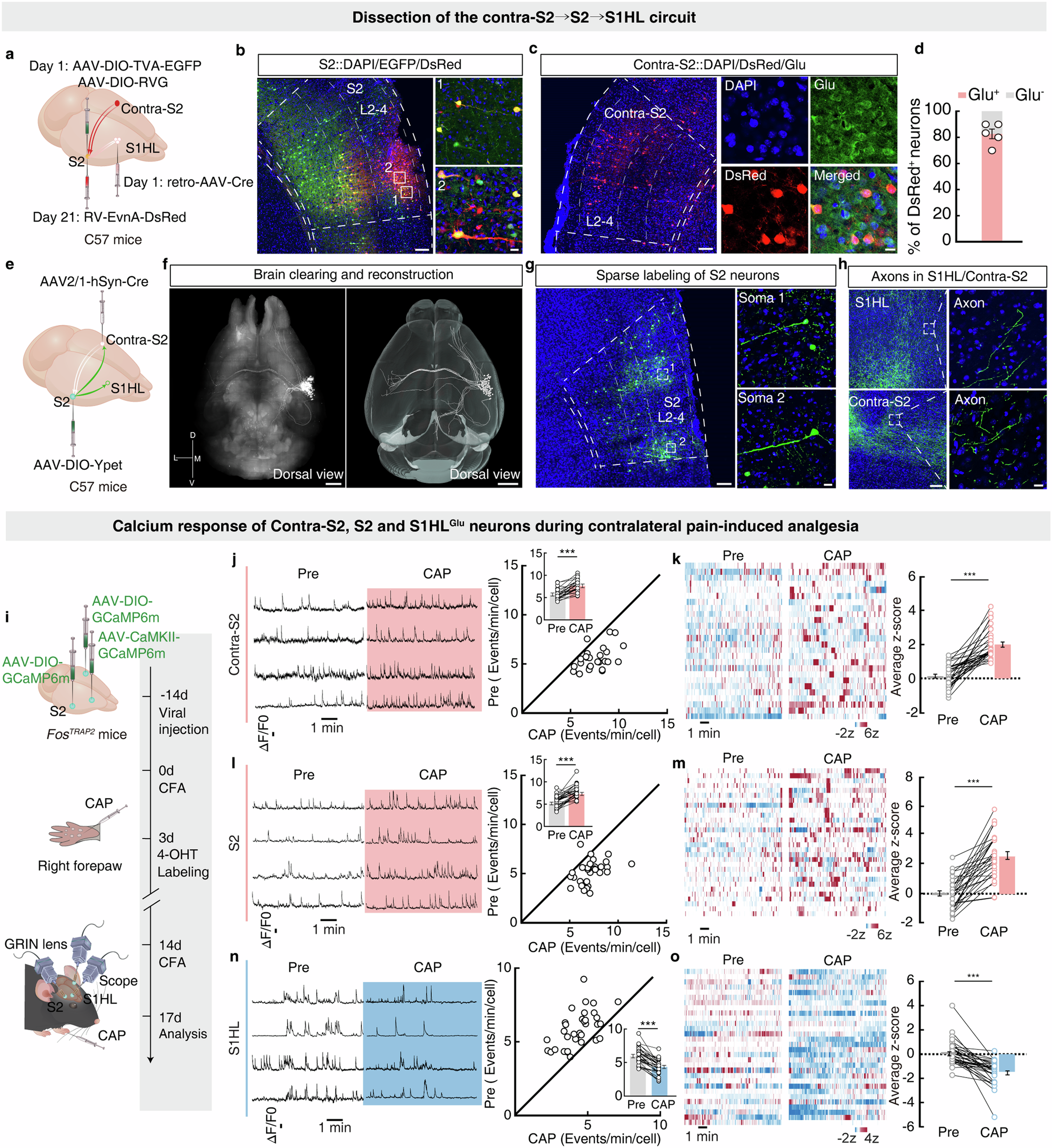 Fig. 5: Activation of a contra-S2 → S2 → S1HL circuit during contralateral pain-induced hindpaw analgesia.