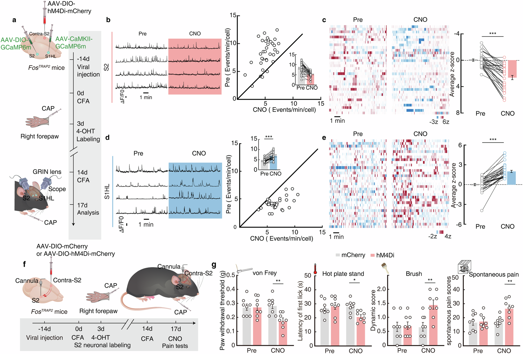 Fig. 6: Contralateral S2 → S2 → S1HL circuit mediates contralateral pain-induced hindpaw analgesia.