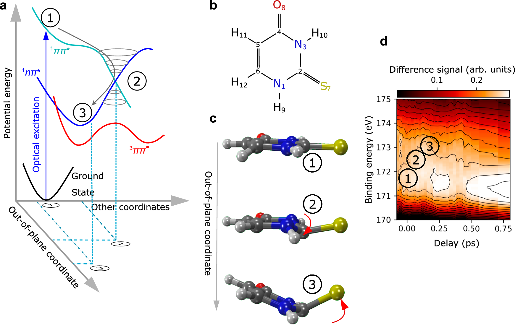 X線レーザーを用いた活性物質の挙動解明 (X-ray Snapshot: How Light Bends an Active Substance)