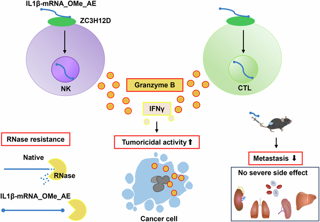 Fig. 8: Graphical summary of the antimetastatic effect of s-mRNA.
