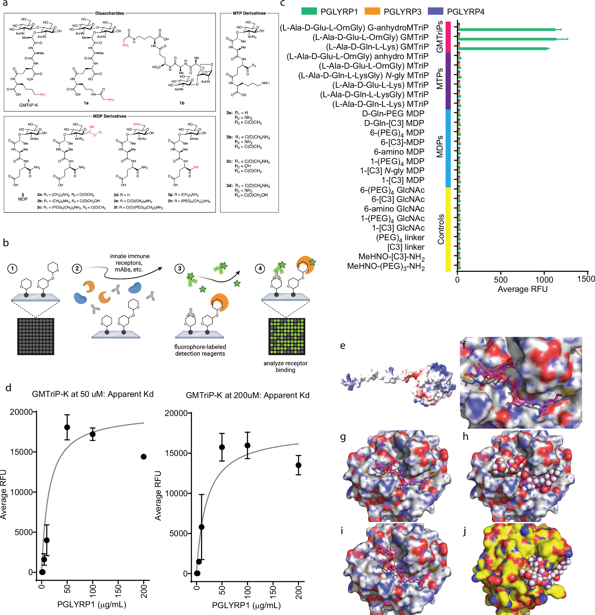 Fig. 1: PGLYRP1 specifically binds GMTriP-K.