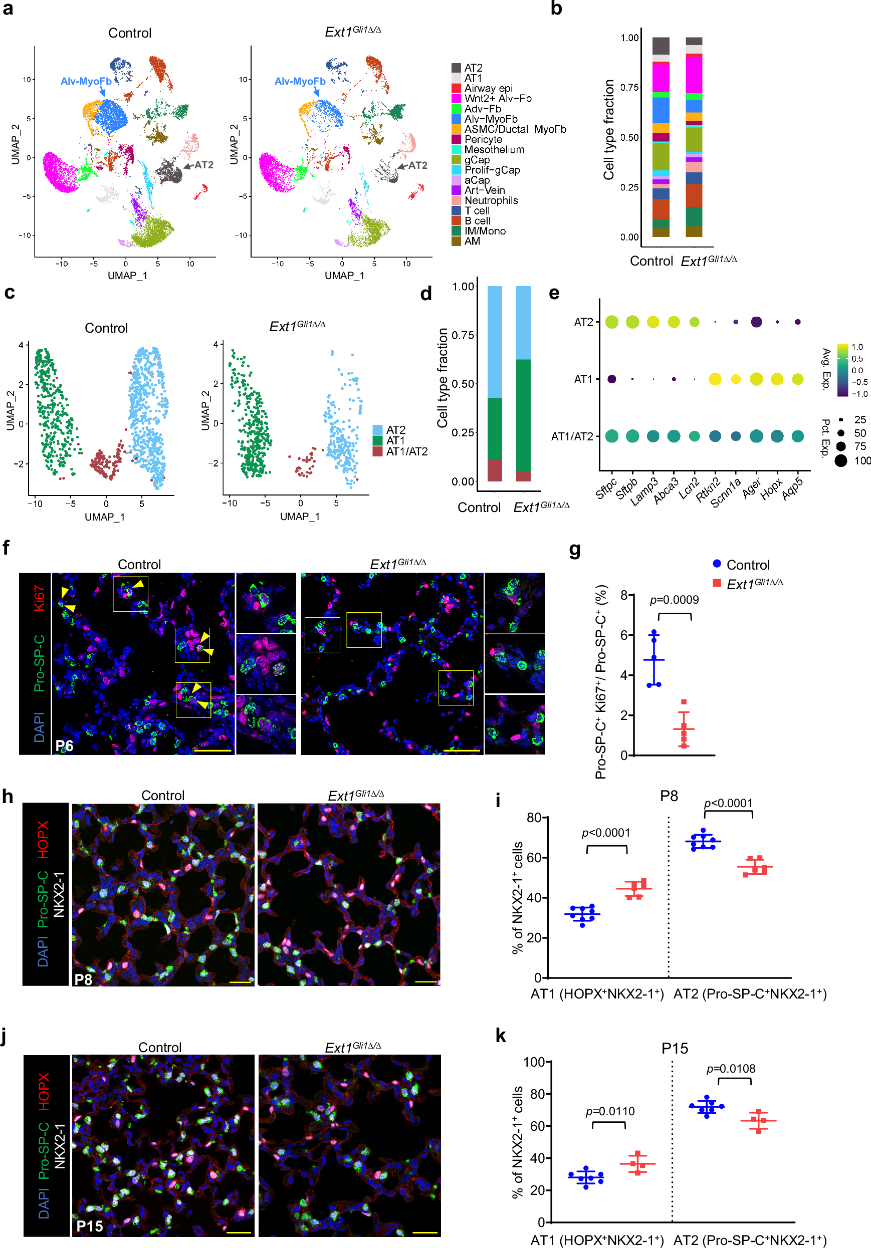 Fig. 2: Disruption of HS synthesis in fibroblasts impairs alveolar epithelial cell development.