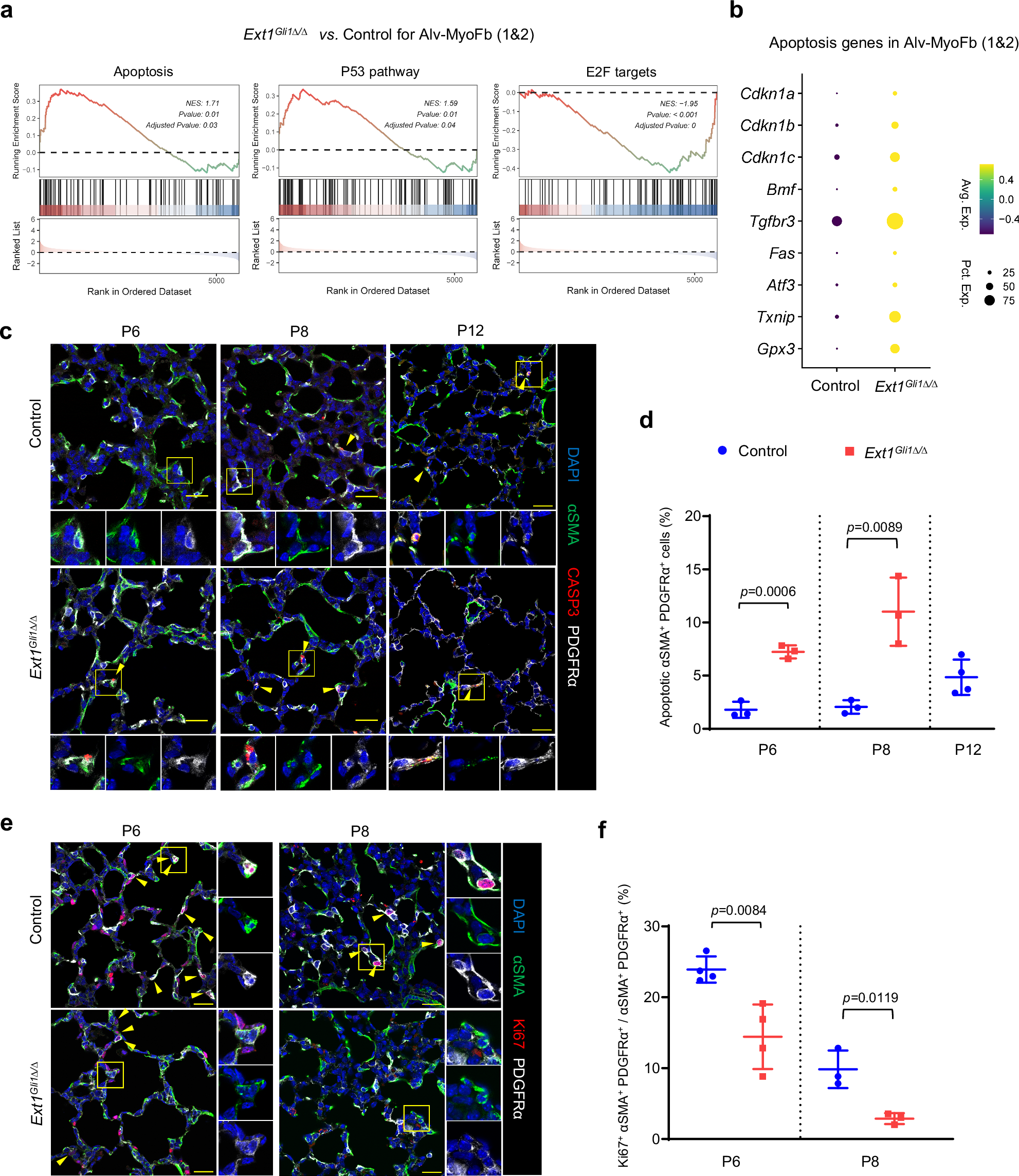 Fig. 4: HS prevents precocious apoptosis and is required for proliferation of alveolar myofibroblasts.