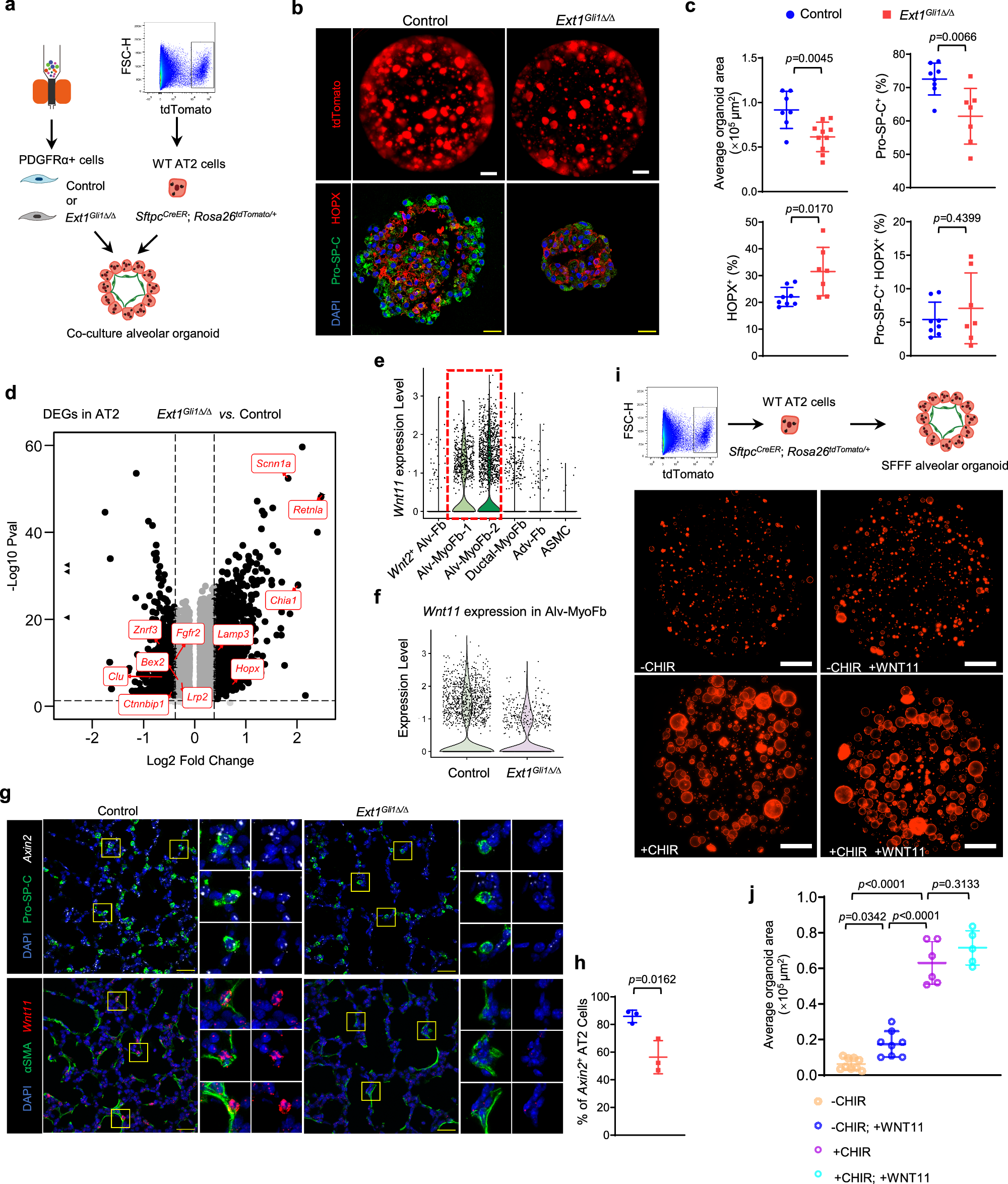 Fig. 5: Disruption of myofibroblast heterogeneity is associated with loss of a WNT11 paracrine niche.