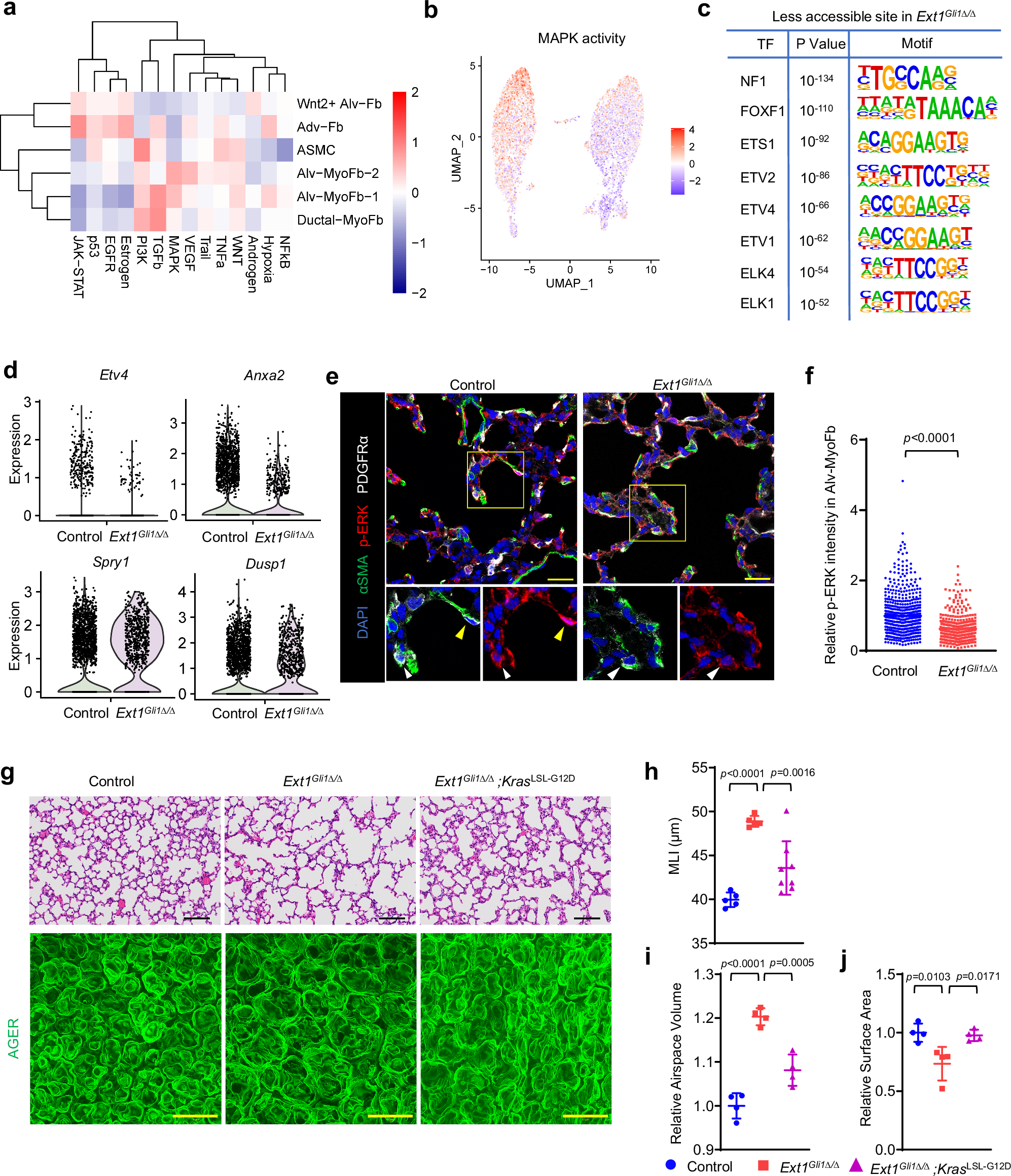 Fig. 6: HS is required for the FGF/MAPK signaling in alveolar myofibroblasts and mesenchymal activation of MAPK signaling alleviates alveolarization defects.