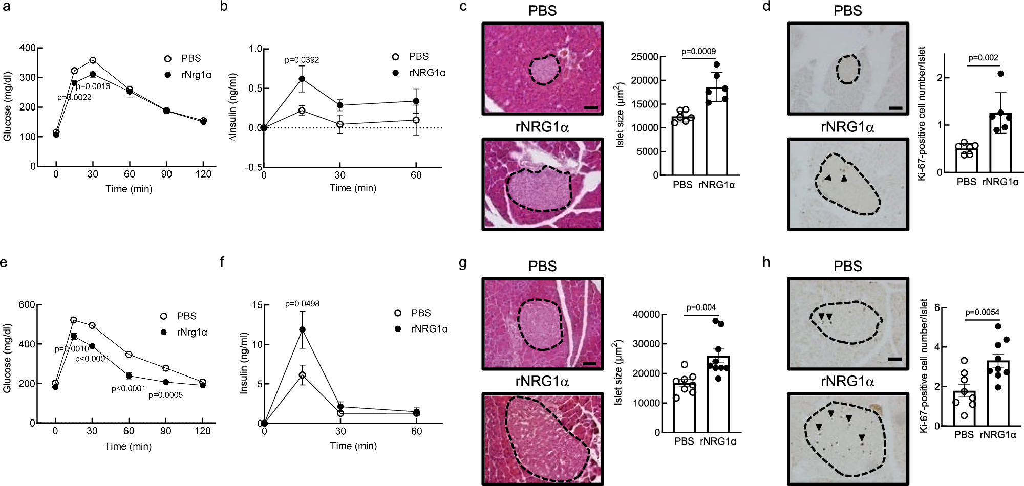 Fig. 3: Administration of rNRG1α enhances systemic glucose disposal with increased insulin secretion.
