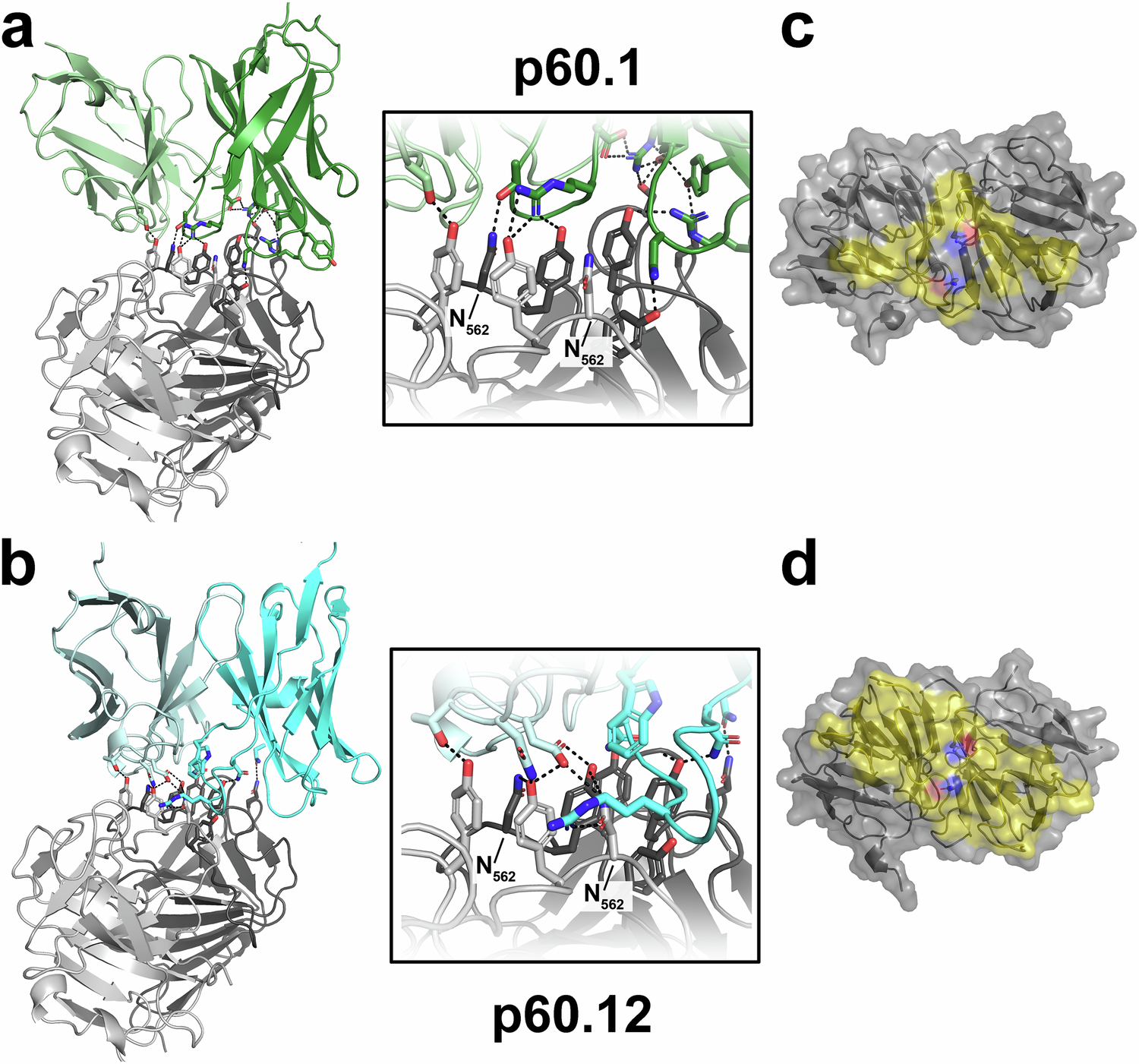Fig. 4: Crystal structure of P domain in complex with glycan-sensitive bnAbs.
