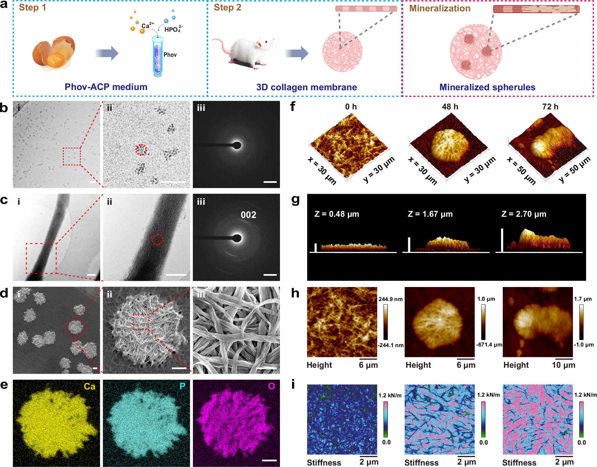 Fig. 2: Characterization of the mineralized spherules induced by Phov-ACP.