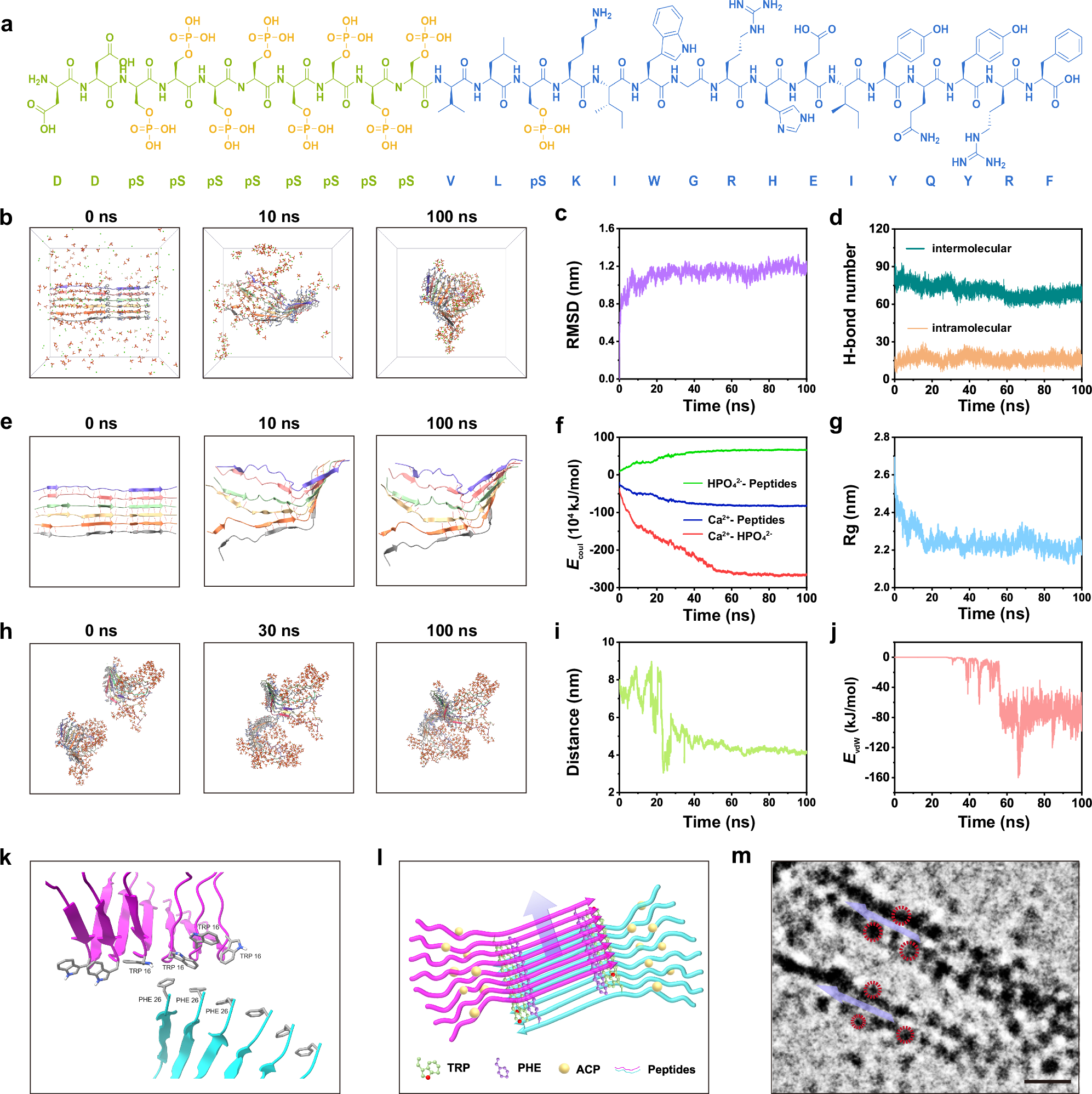Fig. 7: Molecular dynamics simulations of the mechanism of Phov-ACP self-assembly.