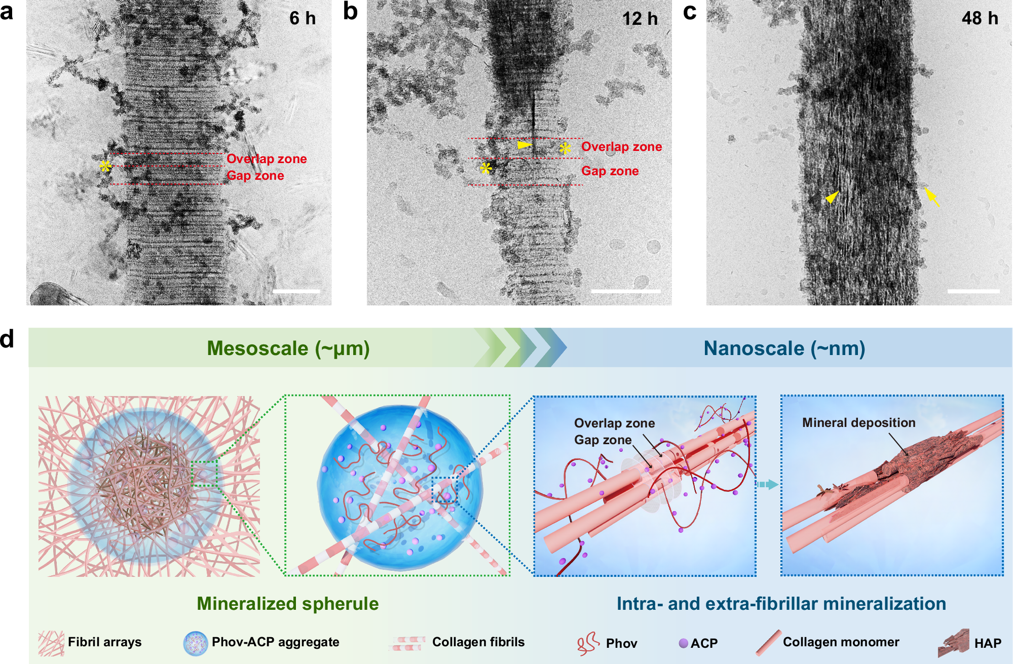 Fig. 8: Phov-ACP mediates intra- and extra-fibrillar mineralization.