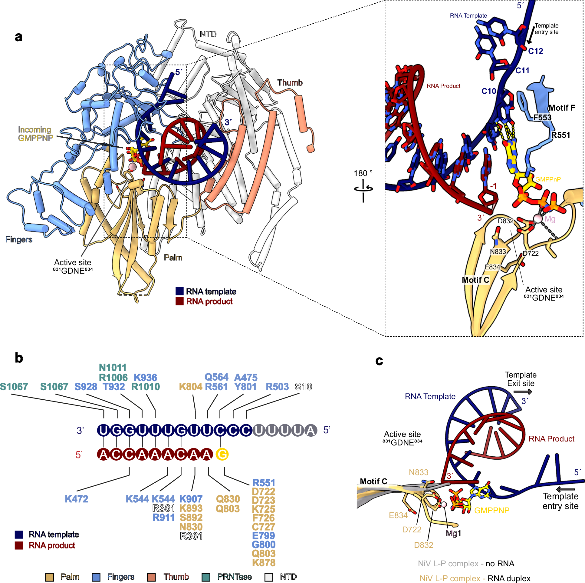 Fig. 3: Details of interactions between the NiV L-P complex and RNA.