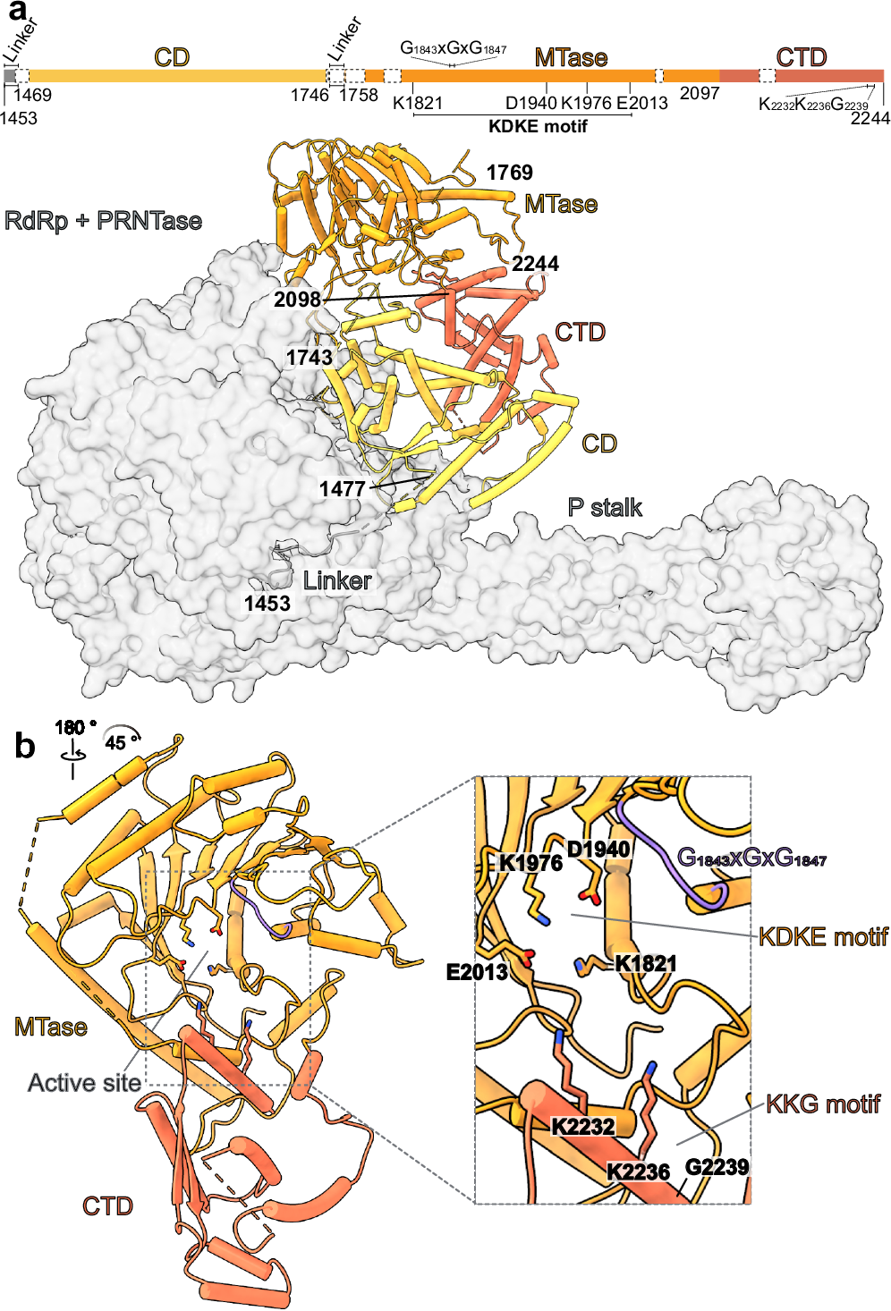 Fig. 4: Structure of the NiV L C-terminal domains.