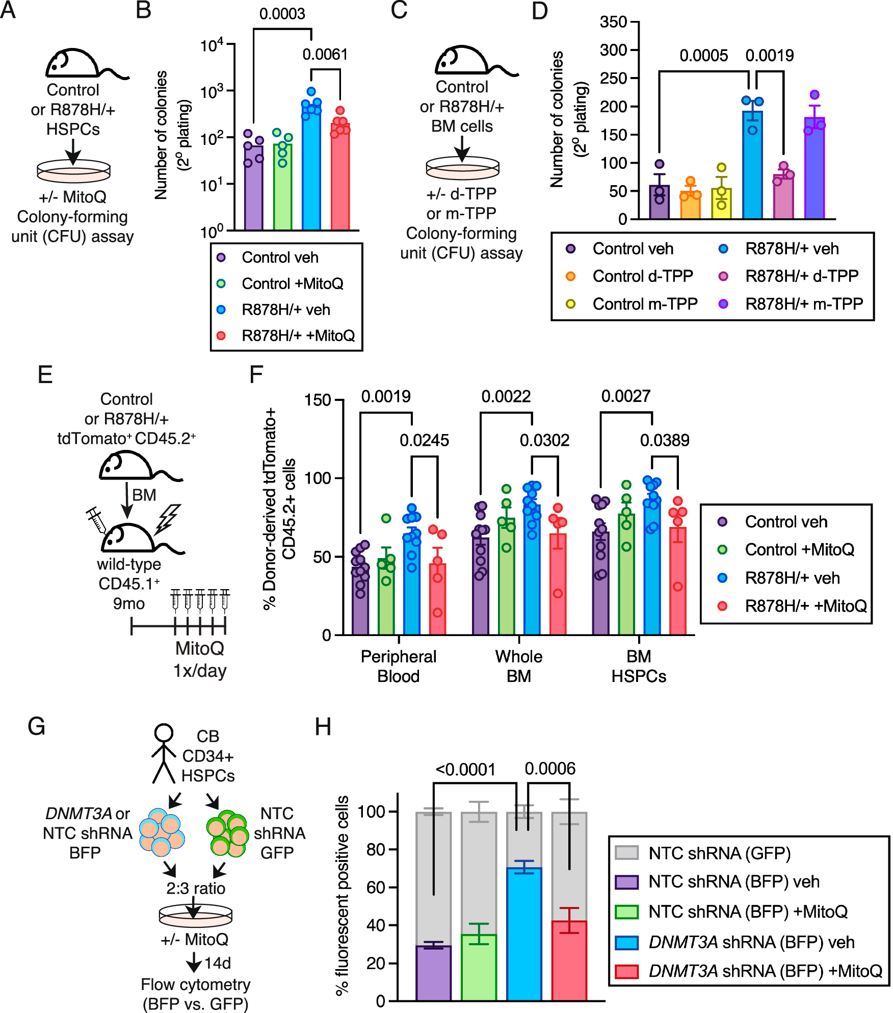 Fig. 6: Long-chain alkyl-TPP molecules ablate the competitive advantage of mouse and human Dnmt3a-mutant HSPCs and their progeny.