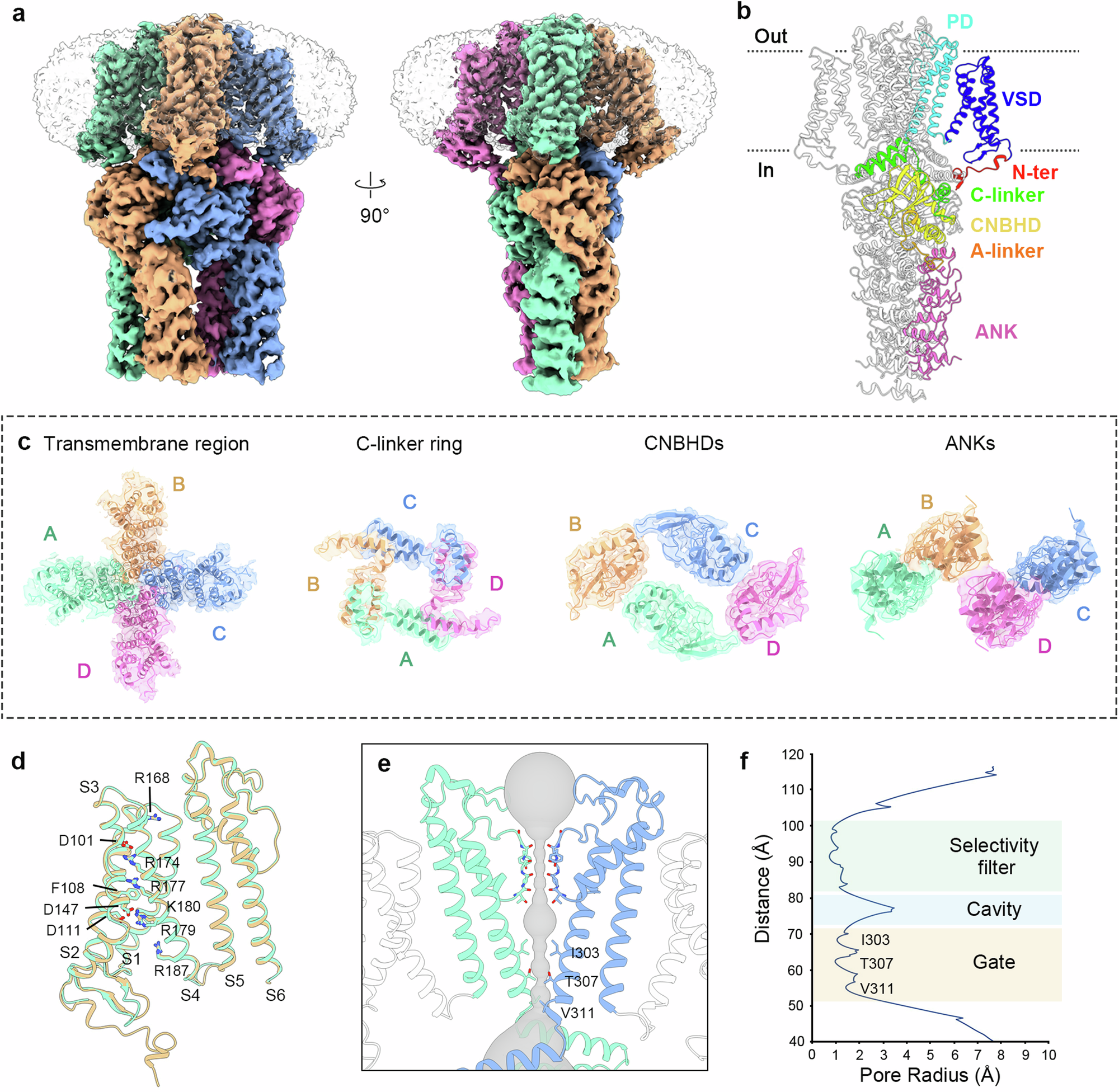 植物カリウムチャネル GORK の構造とゲートメカニズムを解明 (Researchers Reveal Structure and Gating Mechanism of Plant Potassium Channel GORK)