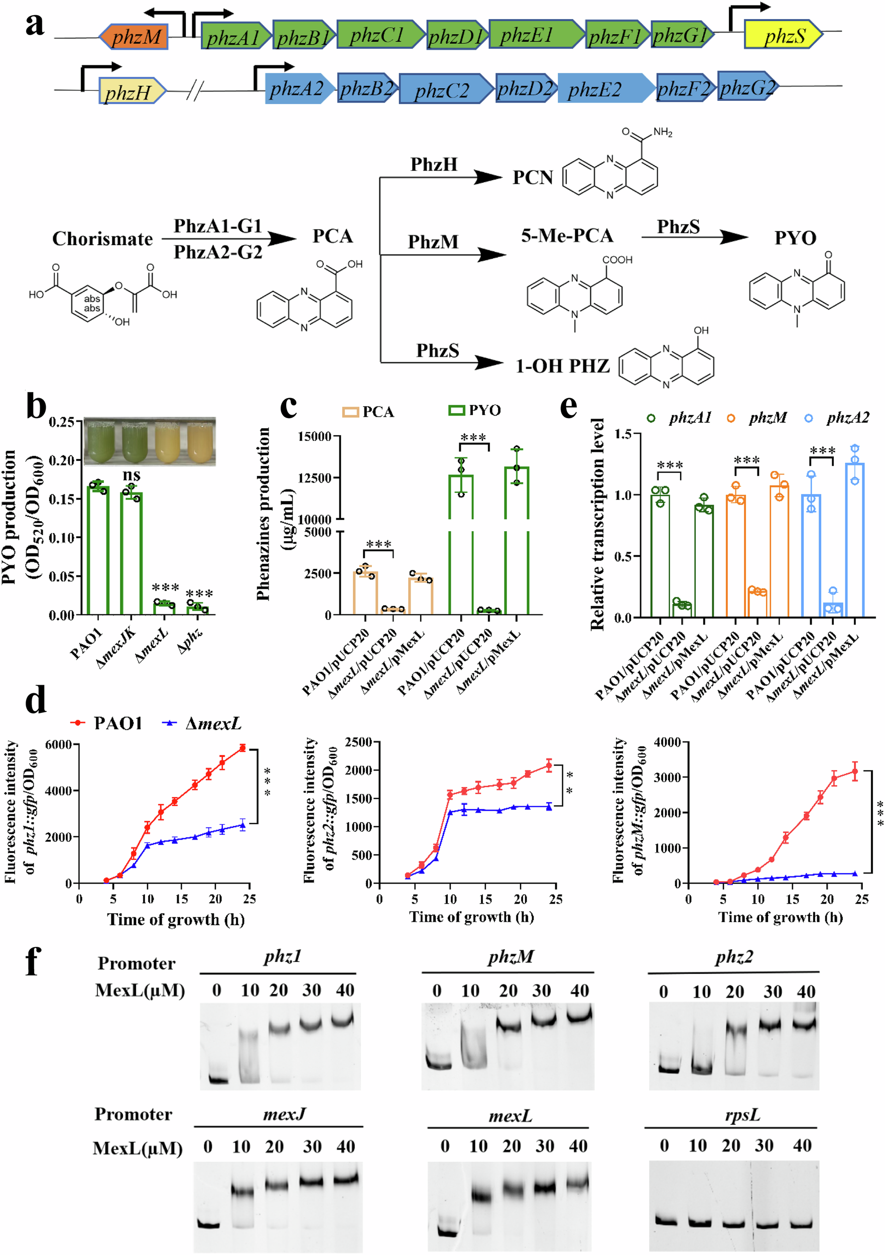 Fig. 1: MexL was required for phenazine biosynthesis.