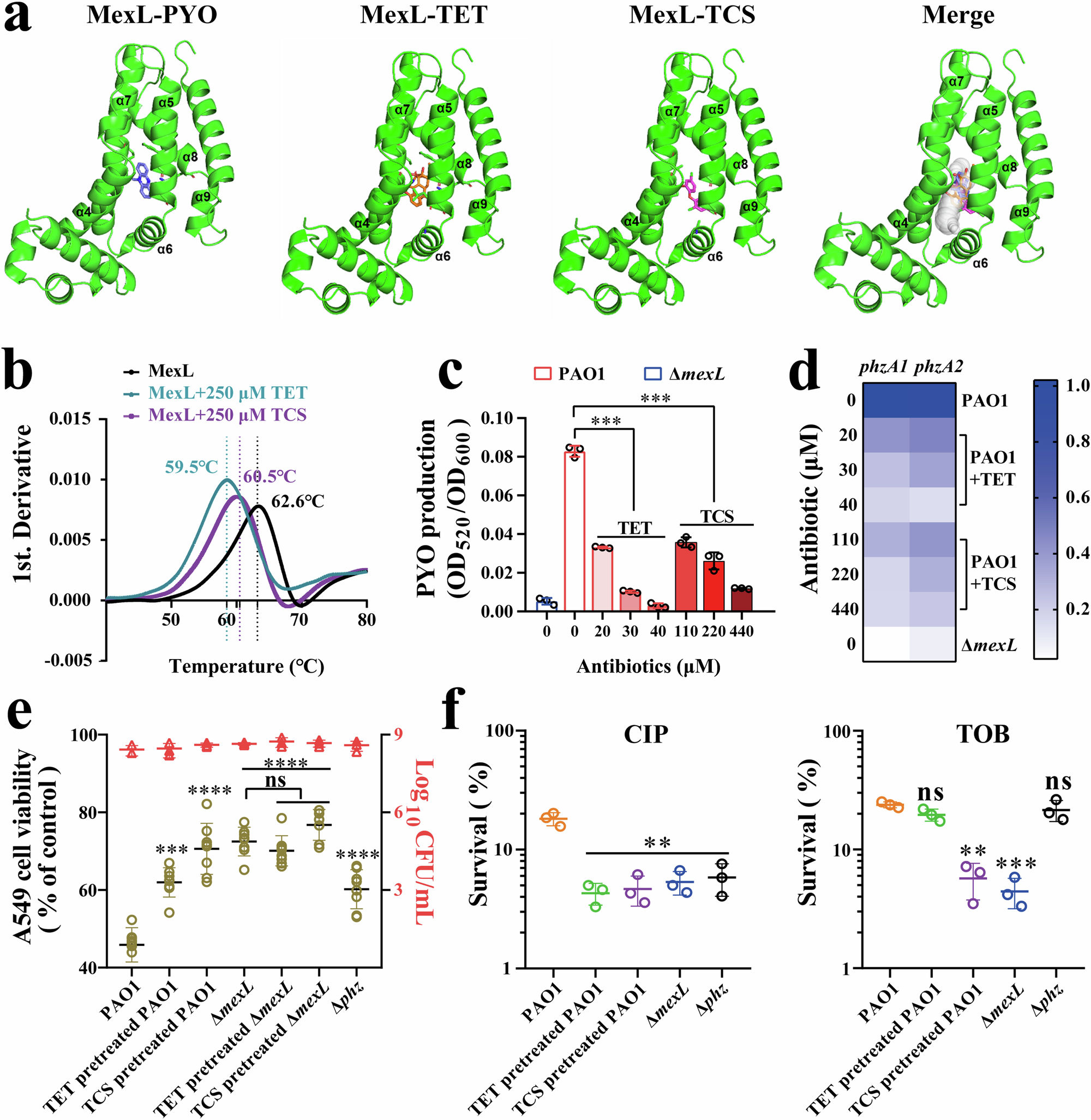 Fig. 6: The effect of TET or TCS on the activity of MexL and the virulence of P. aeruginosa.
