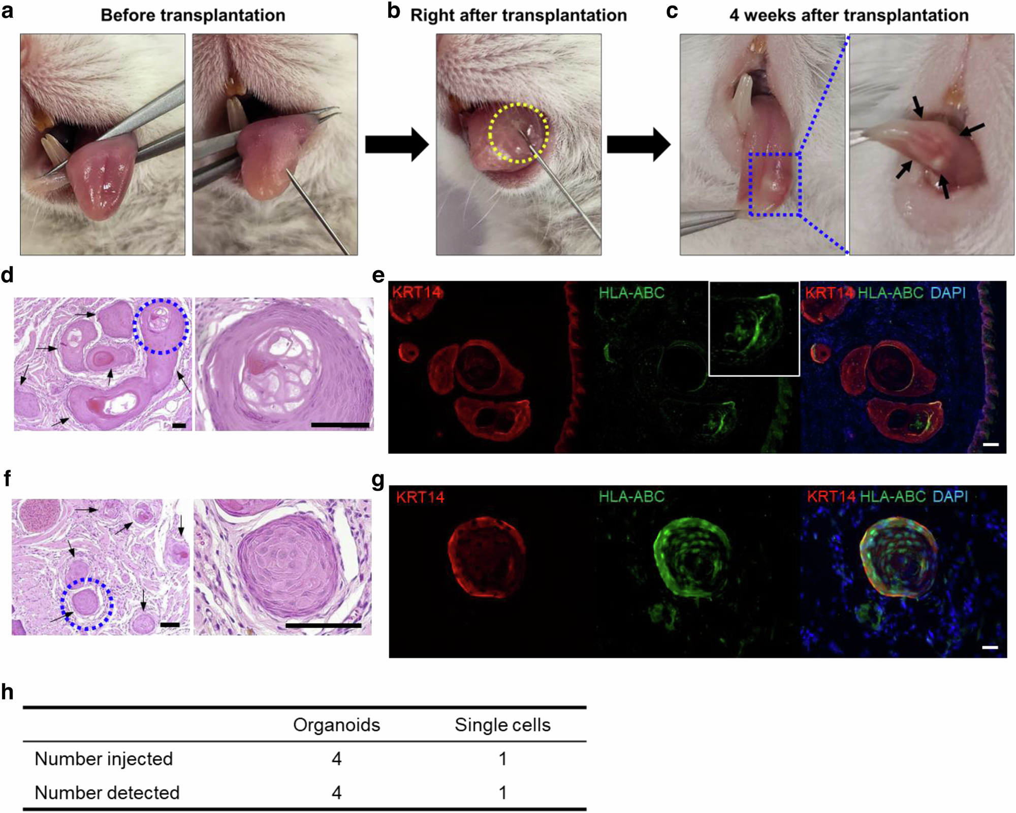 Fig. 2: Development of an intralingual transplantation approach for assessing tissue reconstitution by organoids and stem cells.