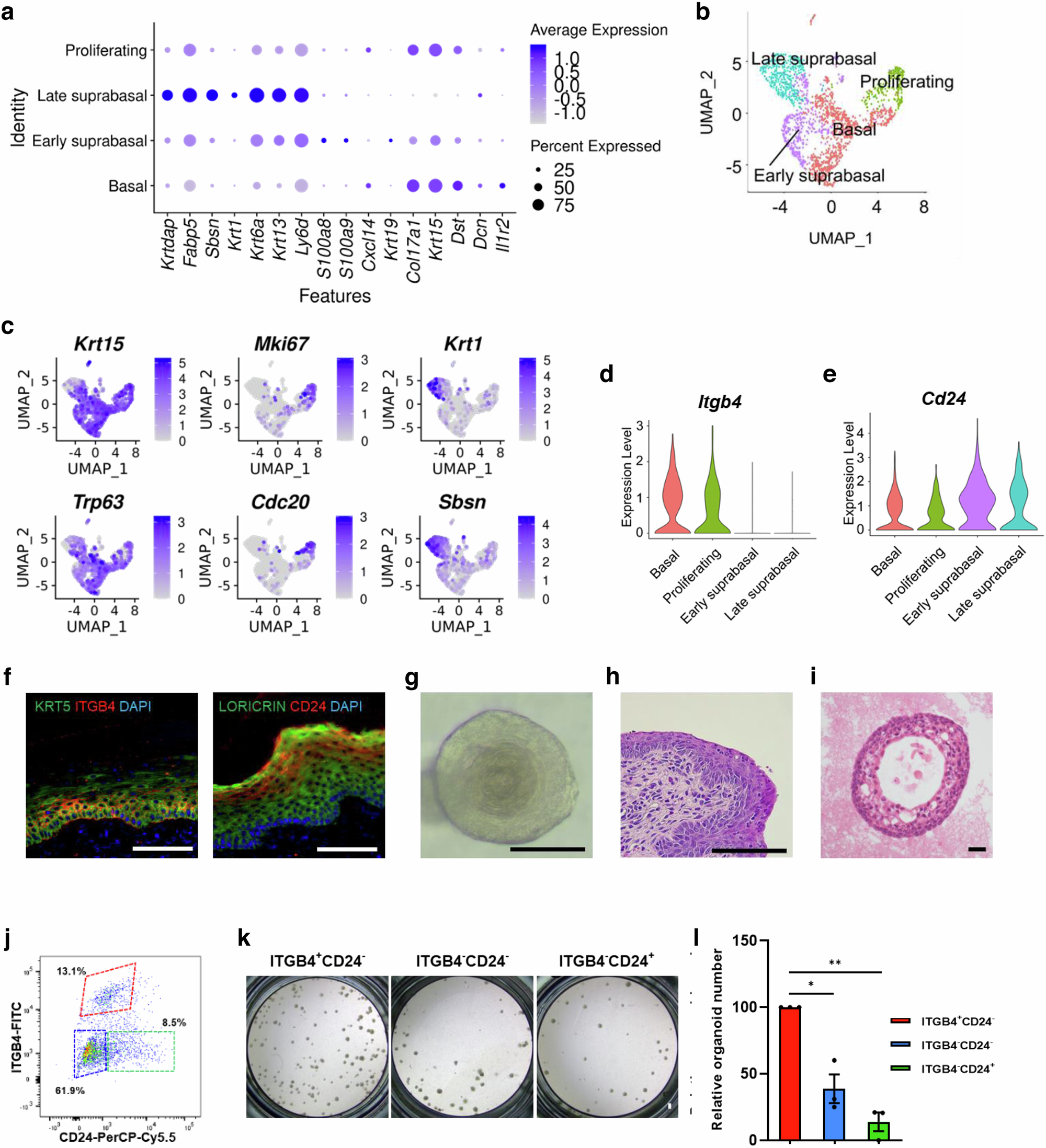 Fig. 5: ITGB4 and CD24 can be used across species to purify mouse ectocervical stem cells.
