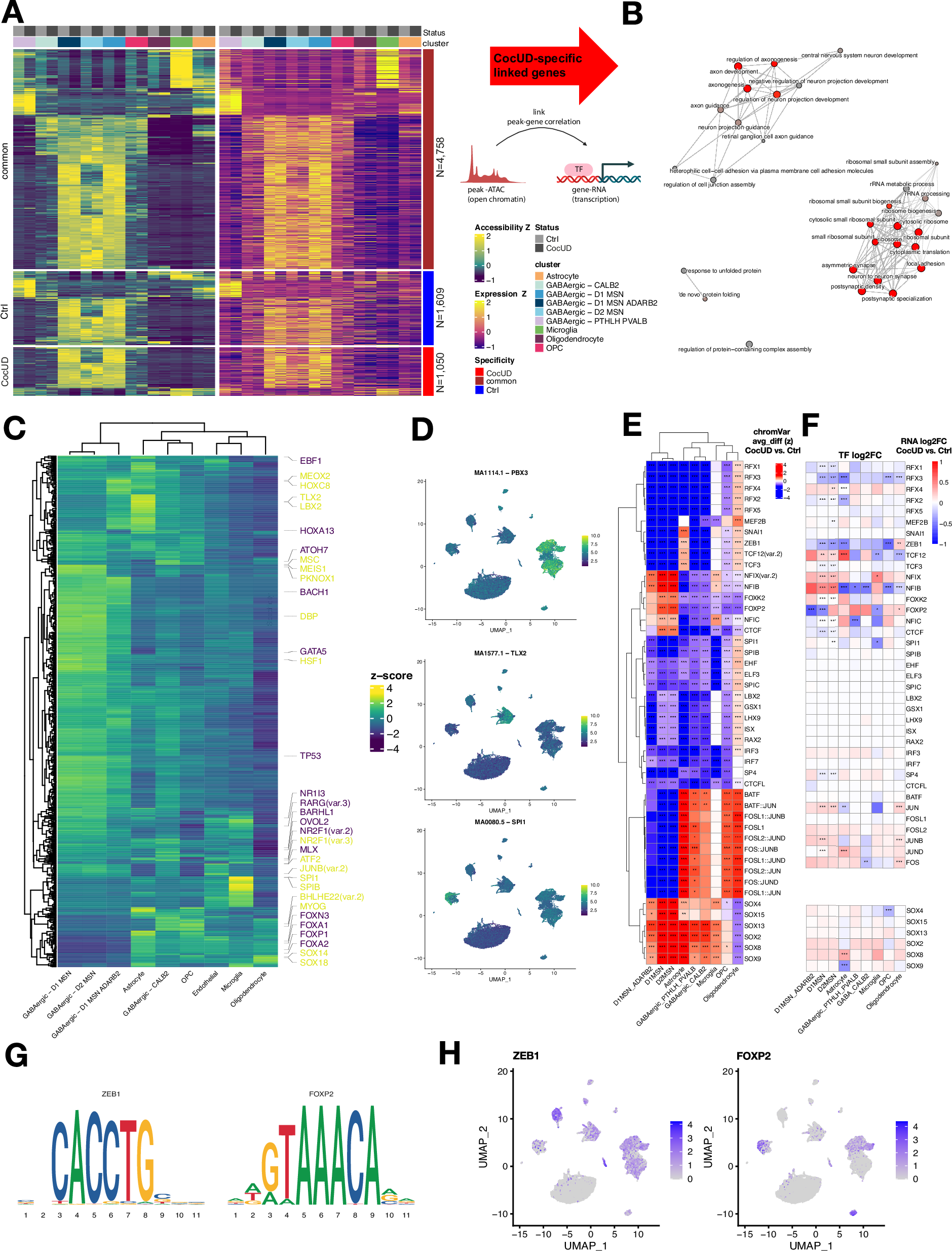 Fig. 3: Linked peaks and transcription factor motif and expression analysis.