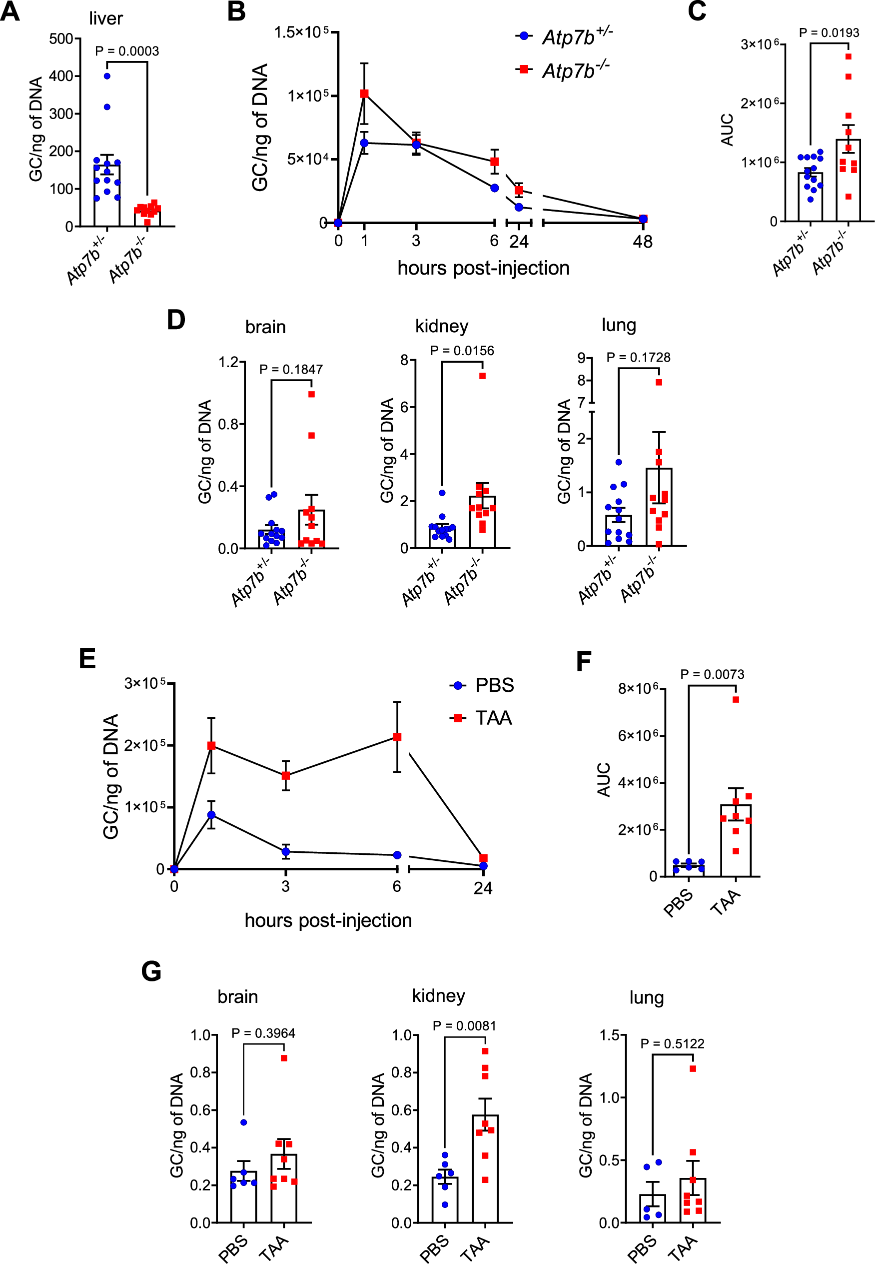 Fig. 2: Delayed clearance and altered biodistribution of AAV8 in TAA-treated and Atp7b−/− mice.