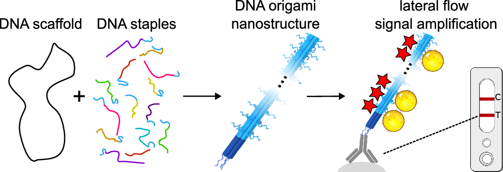 DNAオリガミによる迅速検査の感度向上(Nanotechnology: DNA origami boosts sensitivity of rapid tests)