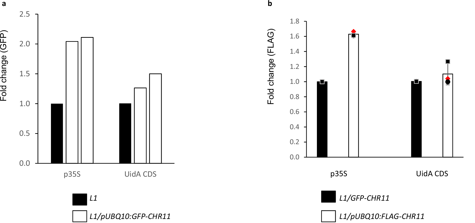 Fig. 4: CHR11 interacts with p35S:GUS transgene at the L1 locus.