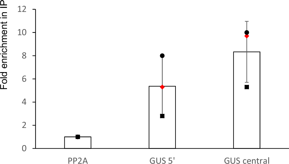 Fig. 5: GUS RNAs associate with SGS3 in the nucleus.