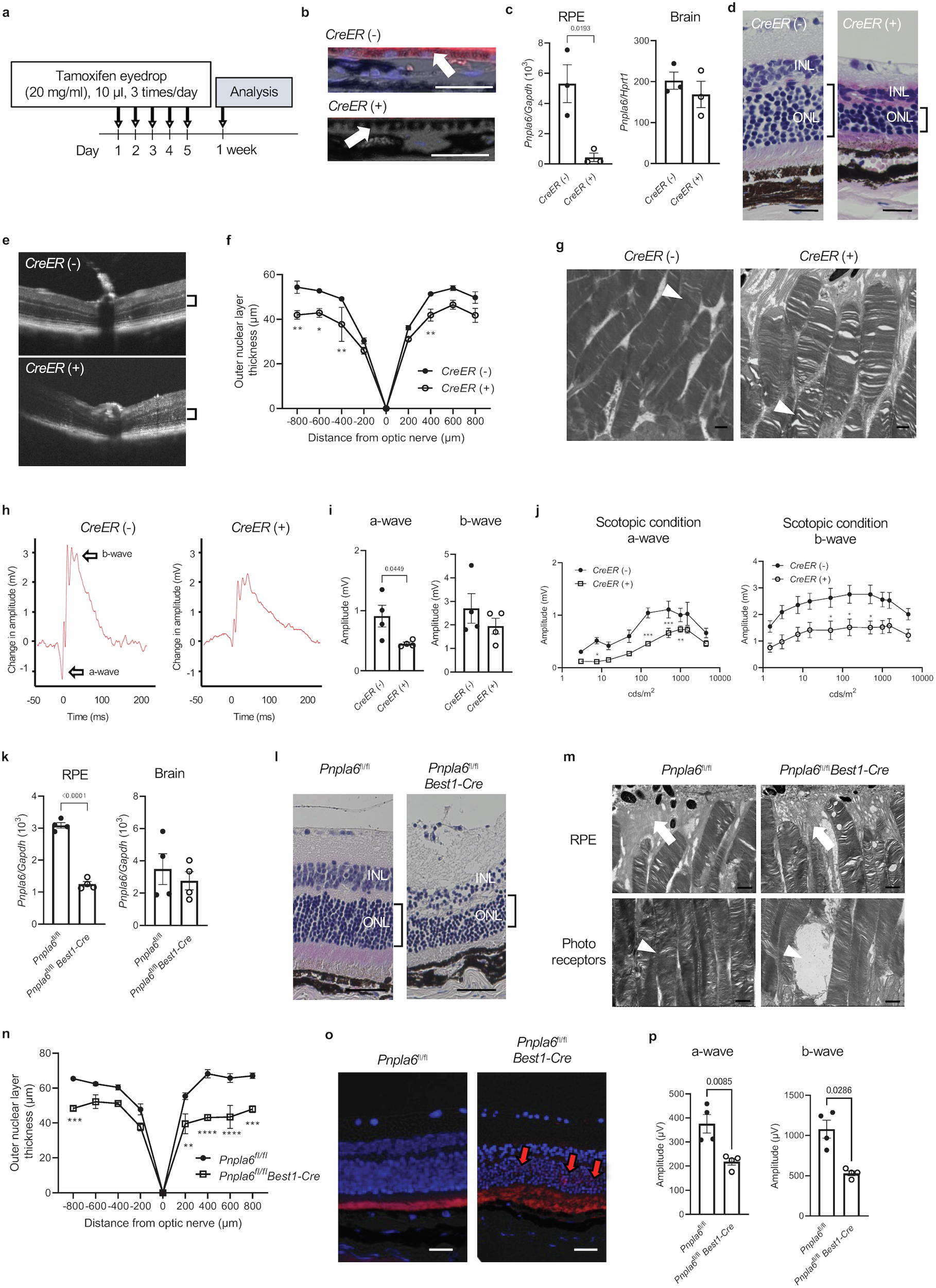Fig. 2: Visual function and histological features of the retina in ocular-selective Pnpla6-deficient mice.