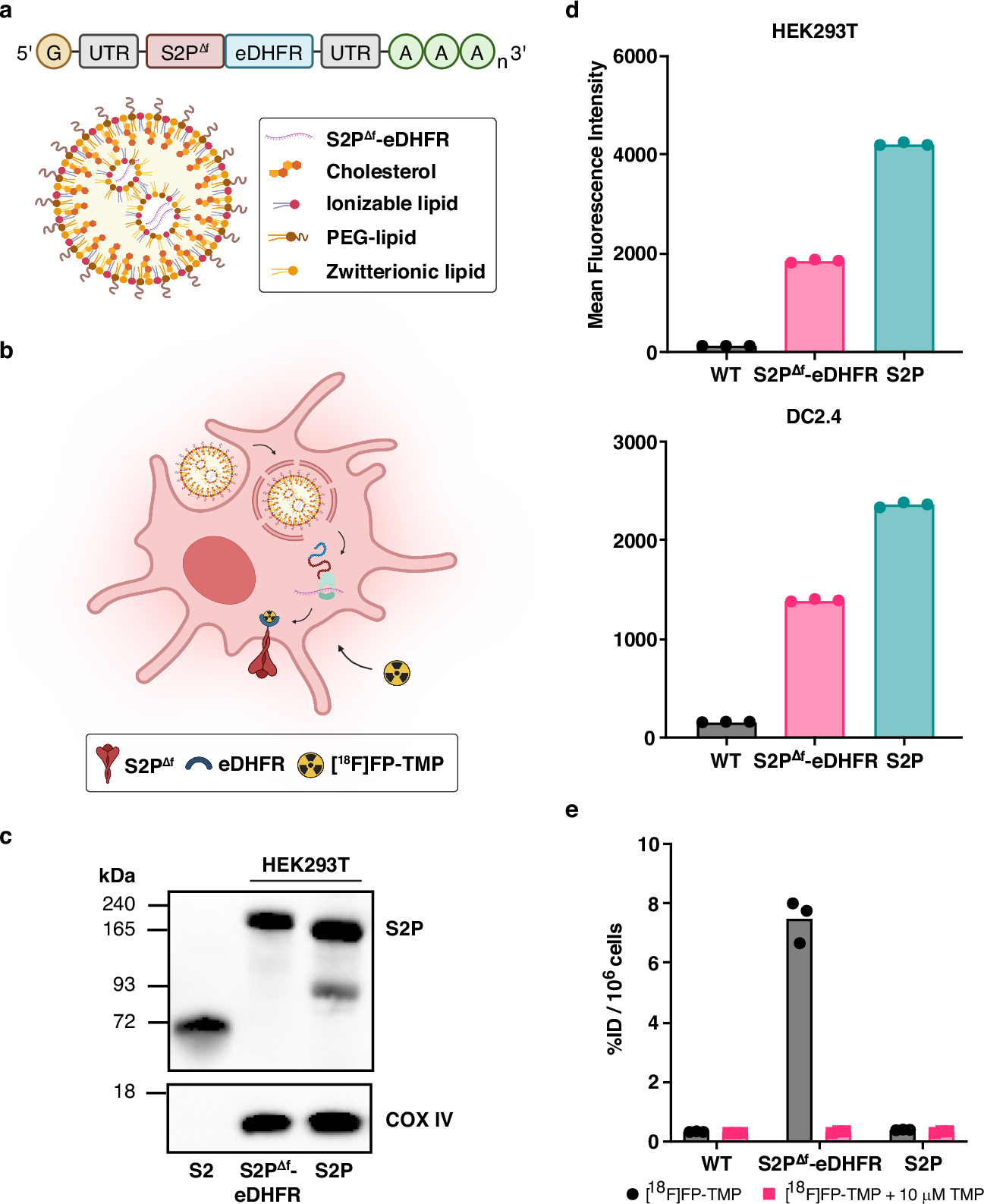Monitoring mRNA vaccine antigen expression in vivo using PET/CT