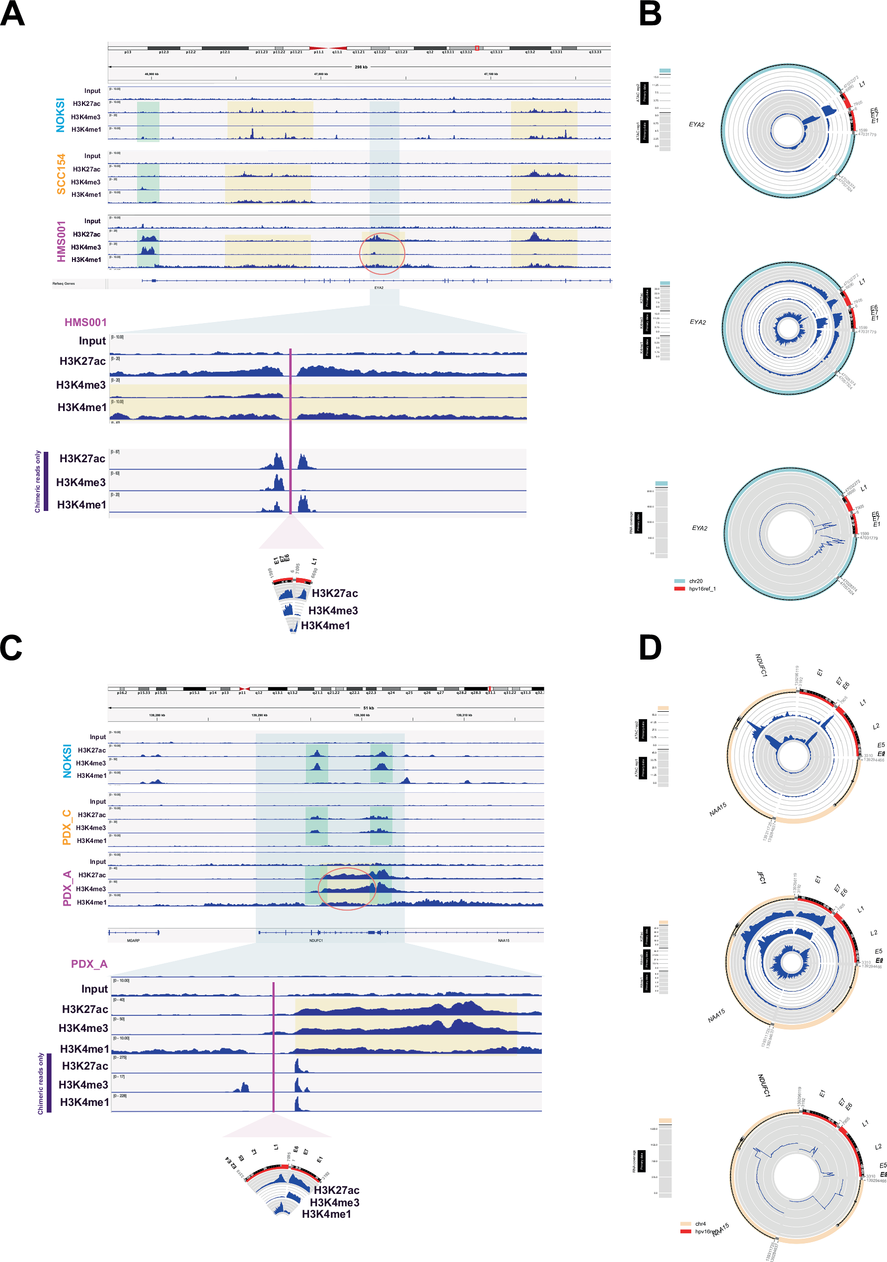 Fig. 2: Detecting active enhancers using ChIP-seq and identifying HPV integration mechanisms in hybrid ecDNA.